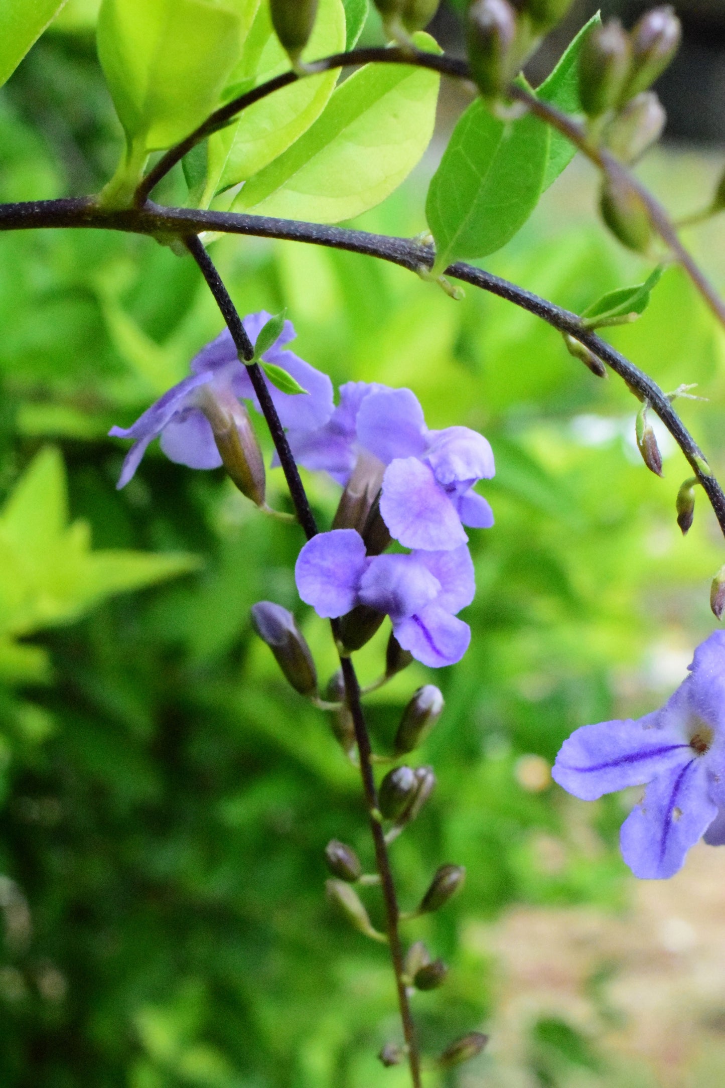 250 PURPLE MONKEY FLOWER Mimulus Ringens Seeds