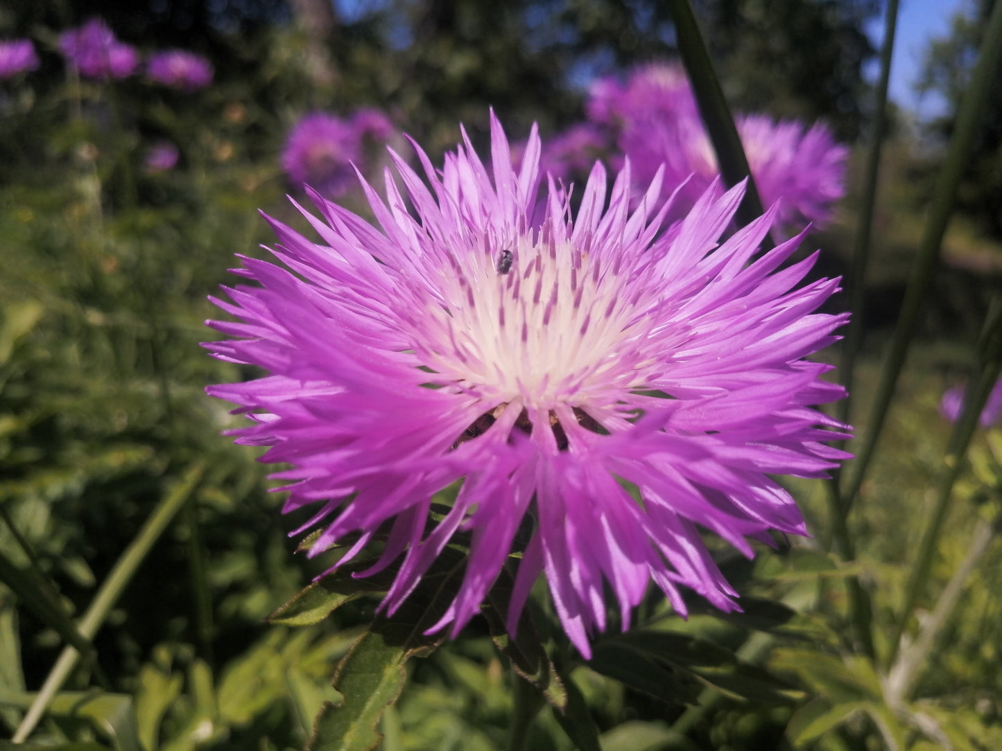 500 MIXED SWEET SULTAN Imperialis Mix Amberboa Moschata Centaurea Flower Seeds - Pink, Rose, Lilac, Purple, Mauve, White, & Yellow