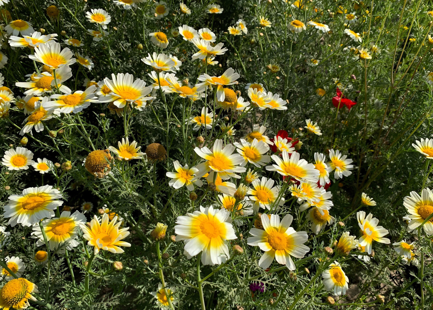 1000 GARLAND CROWN DAISY Chrysanthemum Coronarium Glebionis Flower Seeds