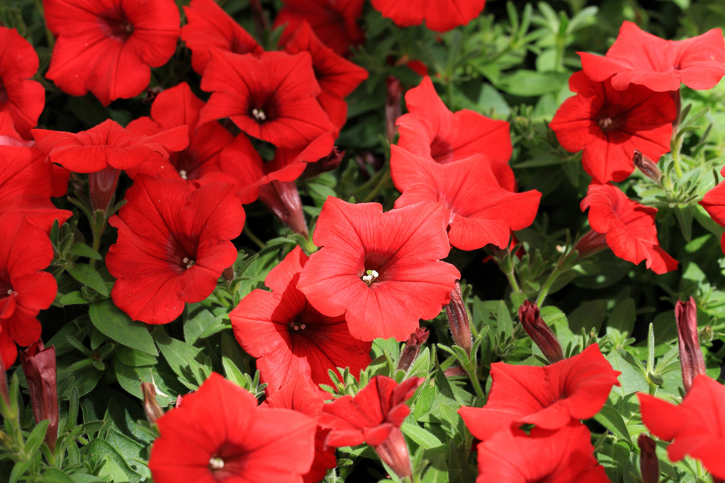 500 Fire Chief RED PETUNIA Nana Compacta Sun Annual AAS Winner Fragrant Hummingbird Flower Seeds