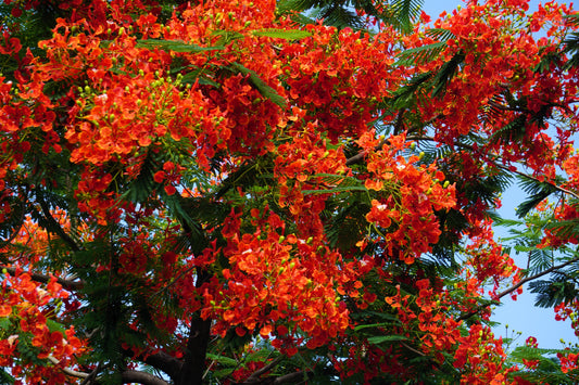 10 ROYAL POINCIANA TREE Delonix Regia aka Red Flame Flamboyant Tree Peacock Flower Seeds