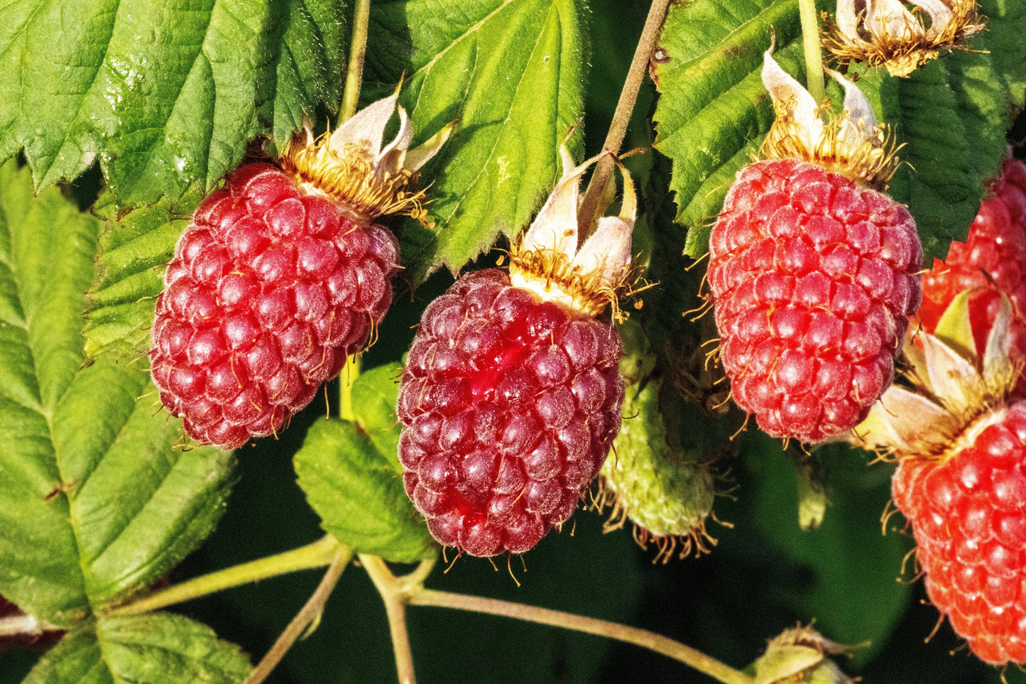 100 RED RASPBERRY Rubus Idaeus Fruit Bush Vine Seeds