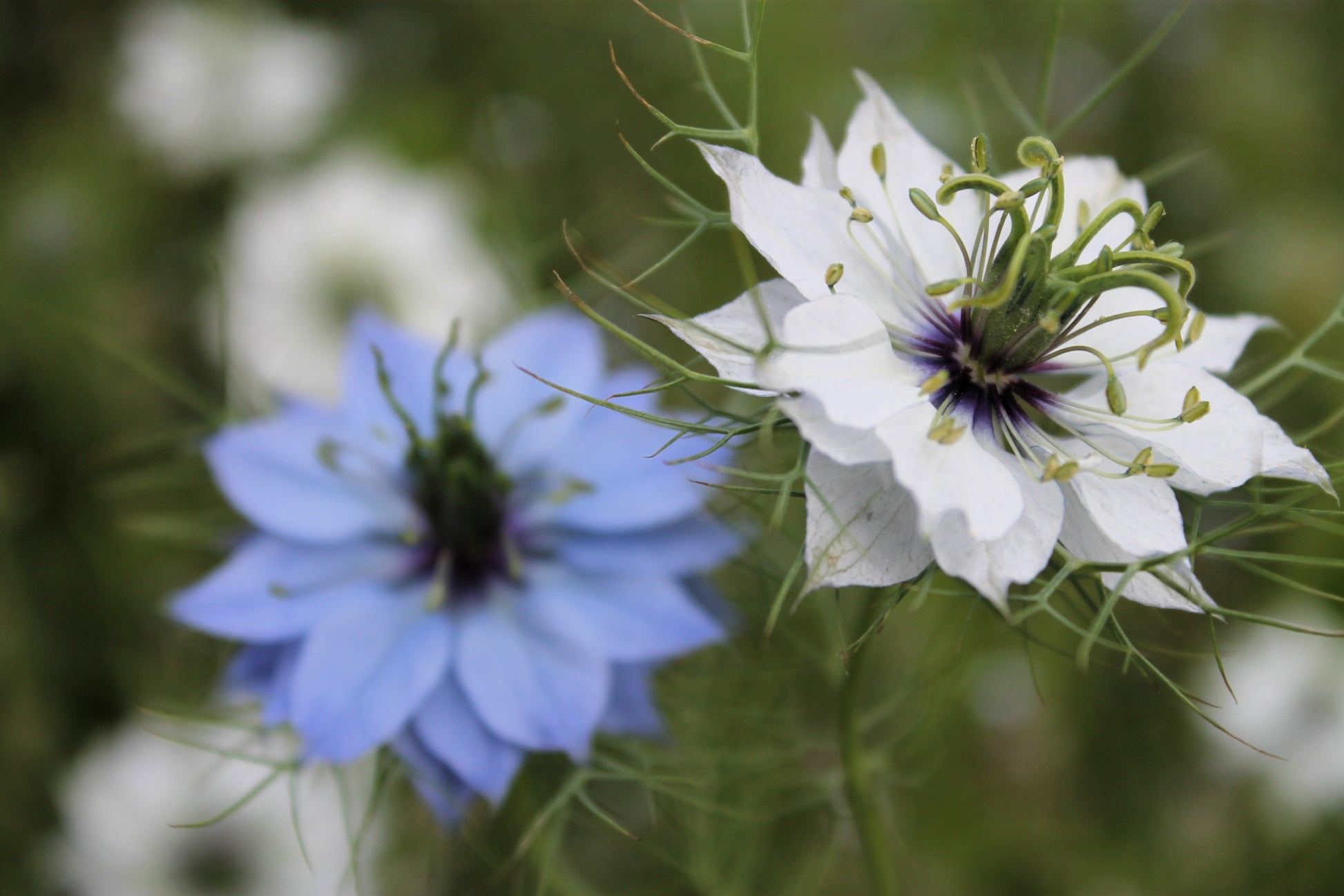 nigella seeds flower 400 Blue & White LOVE IN A MIST Nigella Damascena Fennel Flower Seeds