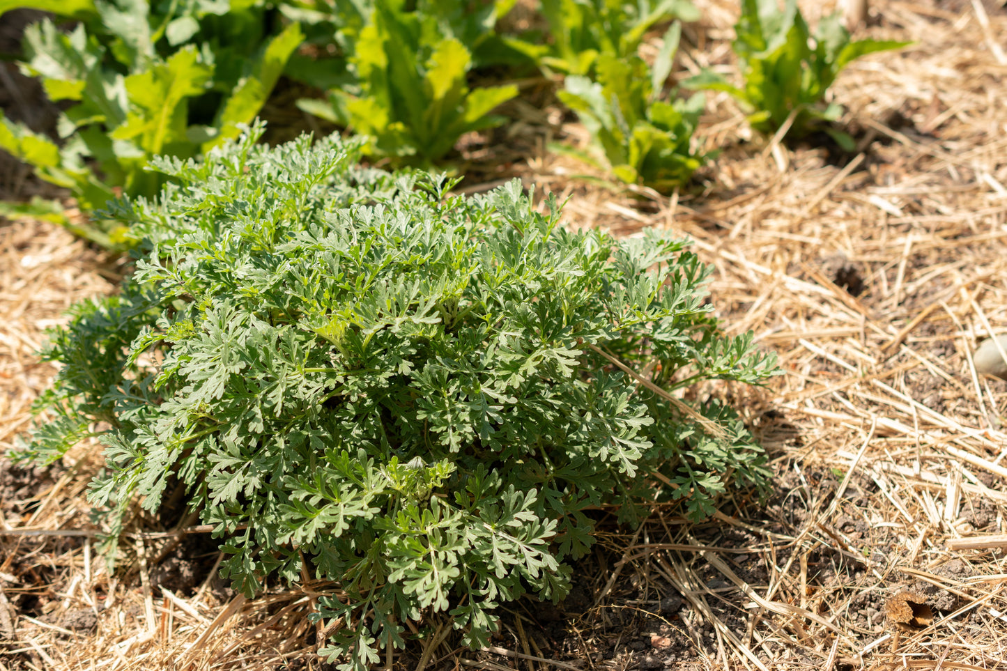 500 ABSINTHE WORMWOOD Common Artemisia Absinthium Green Ginger Herb Flower Seeds