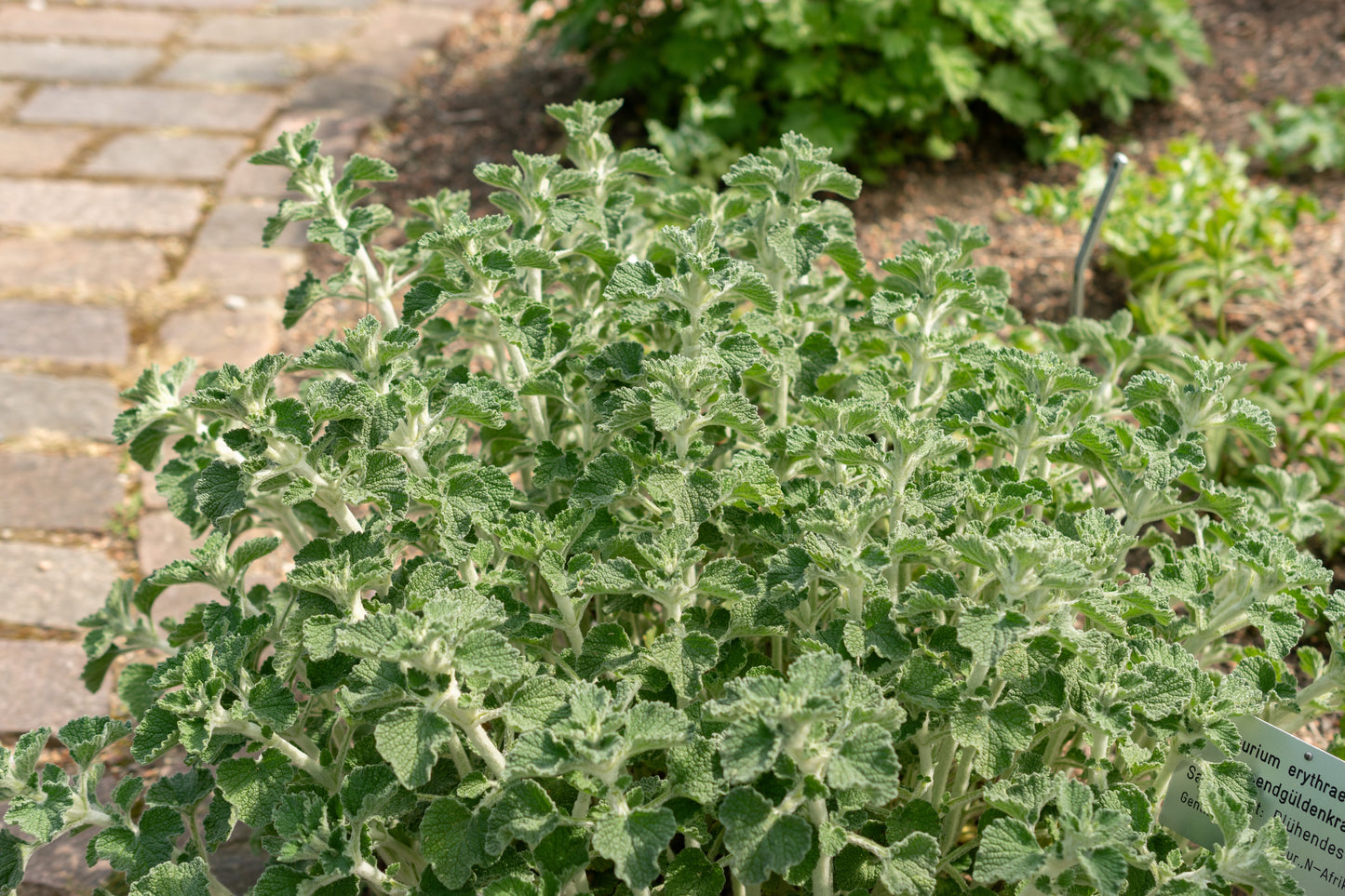 100 White HOREHOUND Marrubium Vulgare Herb Flower Seeds