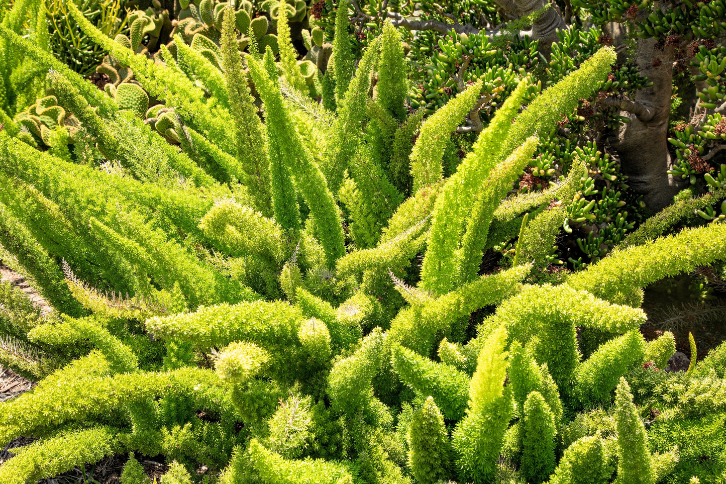 10 EMERALD ASPARAGUS FERN A. Densiflorus Mazeppa Houseplant Flower Seeds