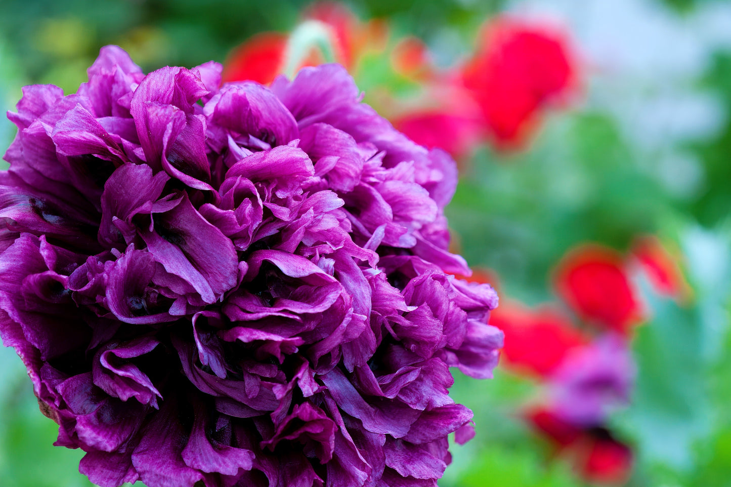 250 Organic PEONY POPPY MIX Papaver Paeoniflorum Mixed Colors Red, White, Pink, Black, Purple, Salmon, Bronze, Lilac, & Bicolor Flower Seeds