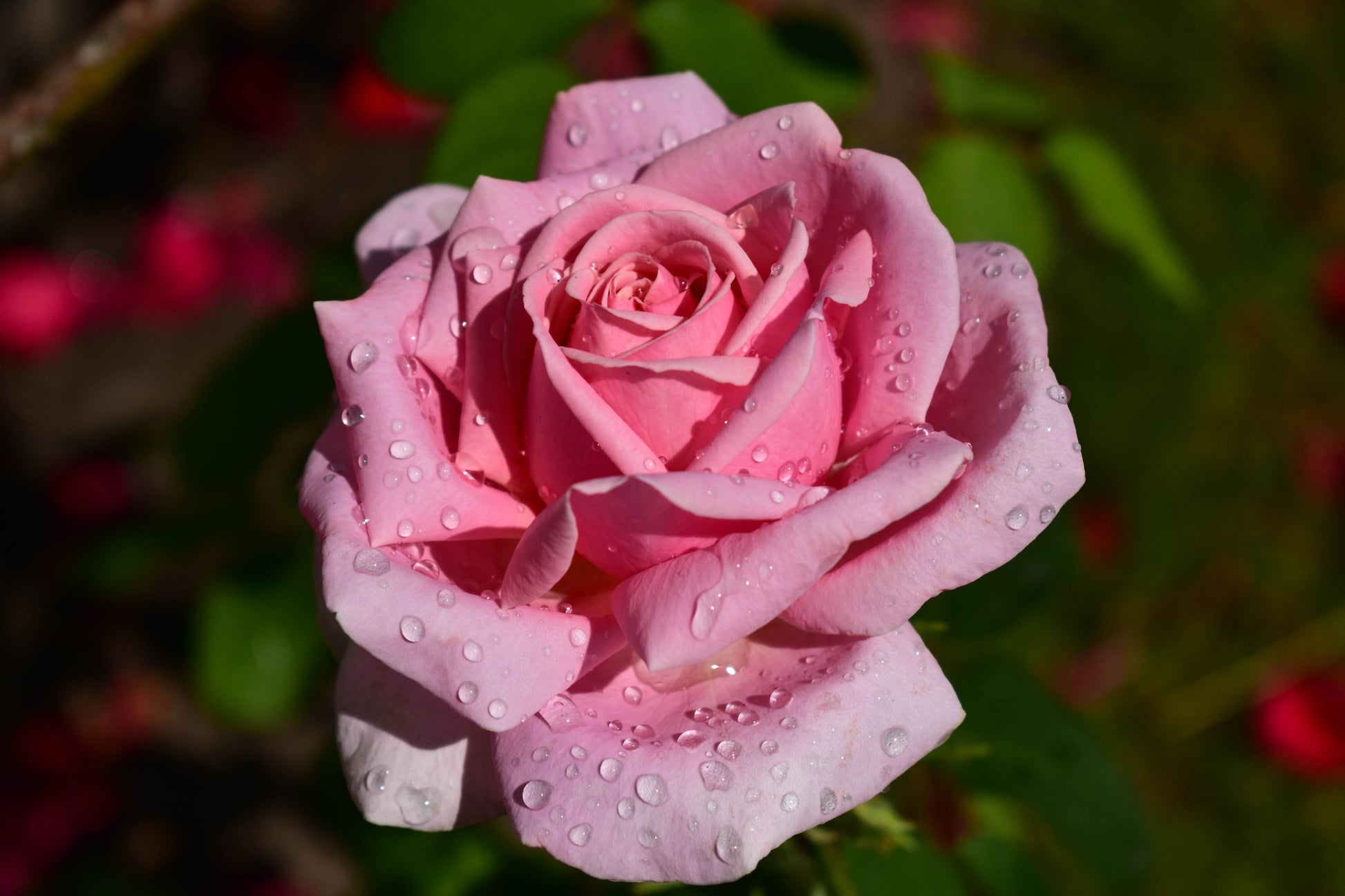 pink rose bush seeds 5 PINK ROSE Rosa Bush Shrub Perennial Flower Seeds