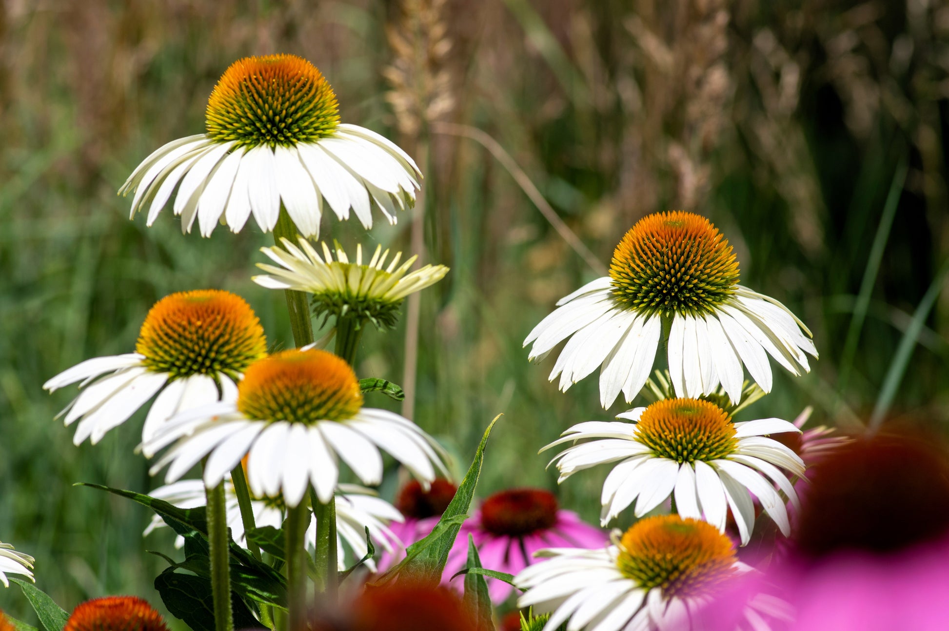 buy echinacea seeds 50 WHITE CONEFLOWER Echinacea Purpurea Flower Seeds