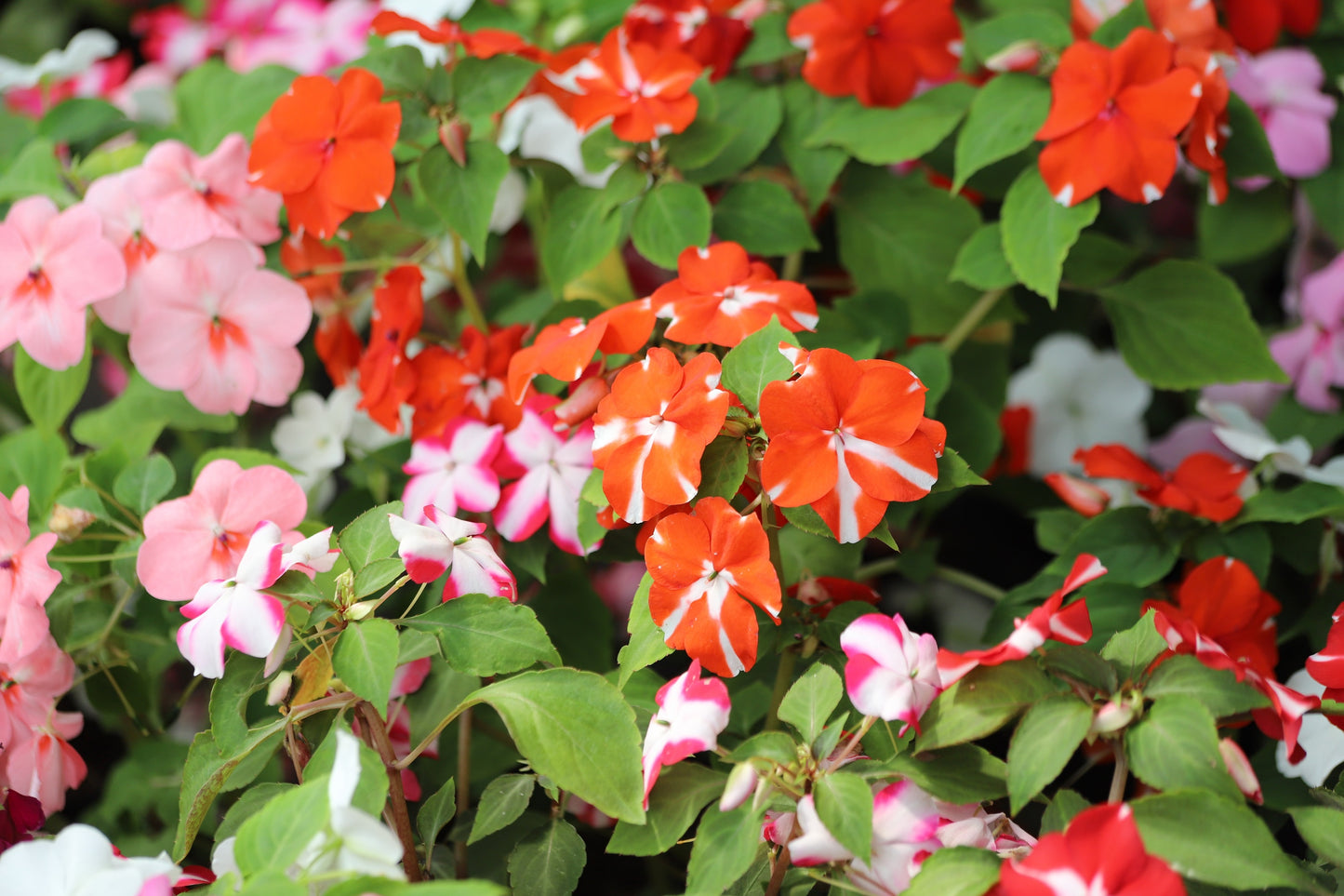 flower seeds impatiens 10 DWARF RED STAR IMPATIENS Walleriana Red & White Shade Flower Seeds – Seedville USA