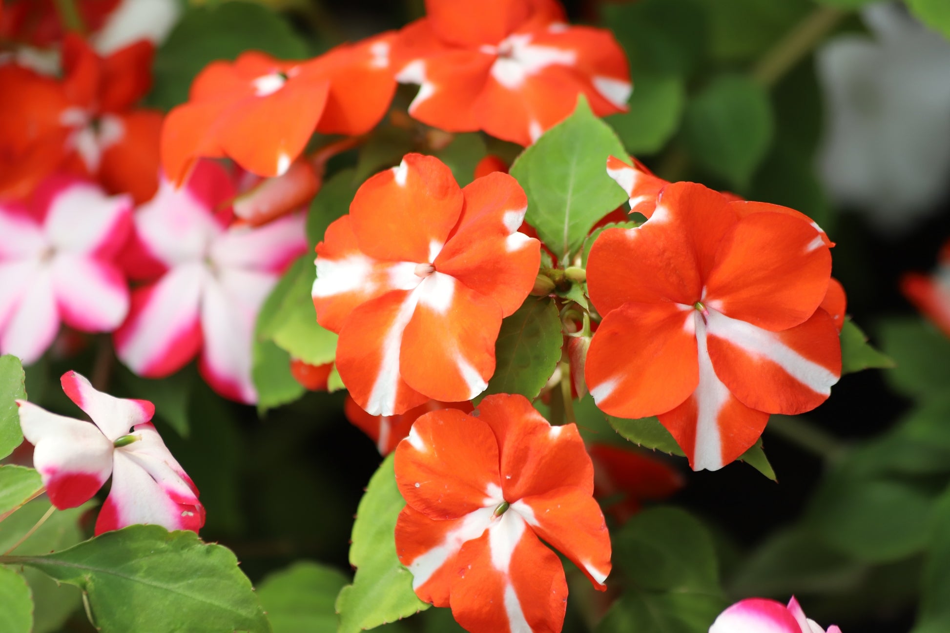 impatiens plant seeds 10 DWARF RED STAR IMPATIENS Walleriana Red & White Shade Flower Seeds