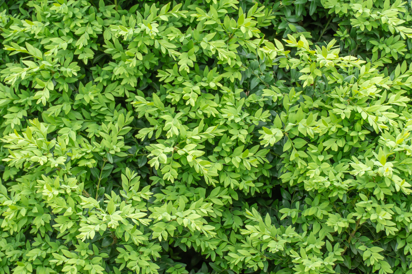 5 CHERRY PRINSEPIA Chinese Sinensis Edible Red Fruit Tree Shrub Flower Seeds