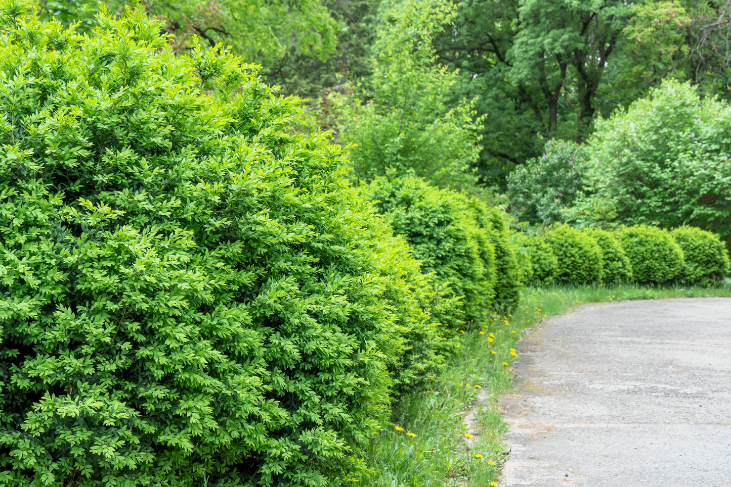 5 CHERRY PRINSEPIA Chinese Sinensis Edible Red Fruit Tree Shrub Flower Seeds