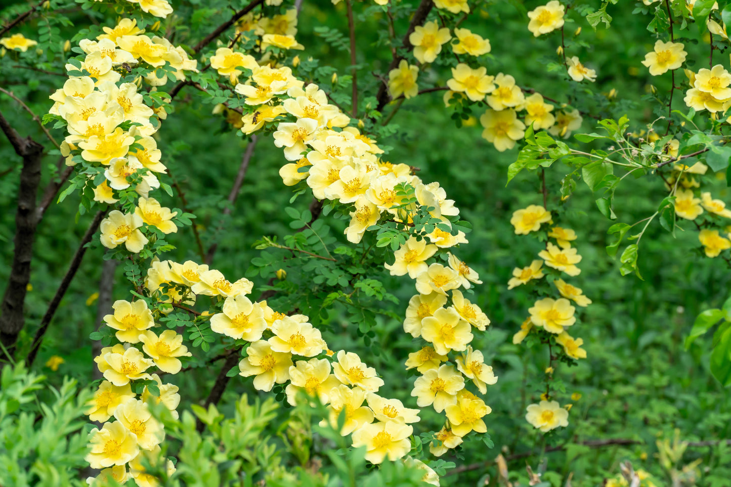 10 Golden Yellow FATHER HUGO ROSE Rosa Hugonis Flower Bush Shrub Seeds