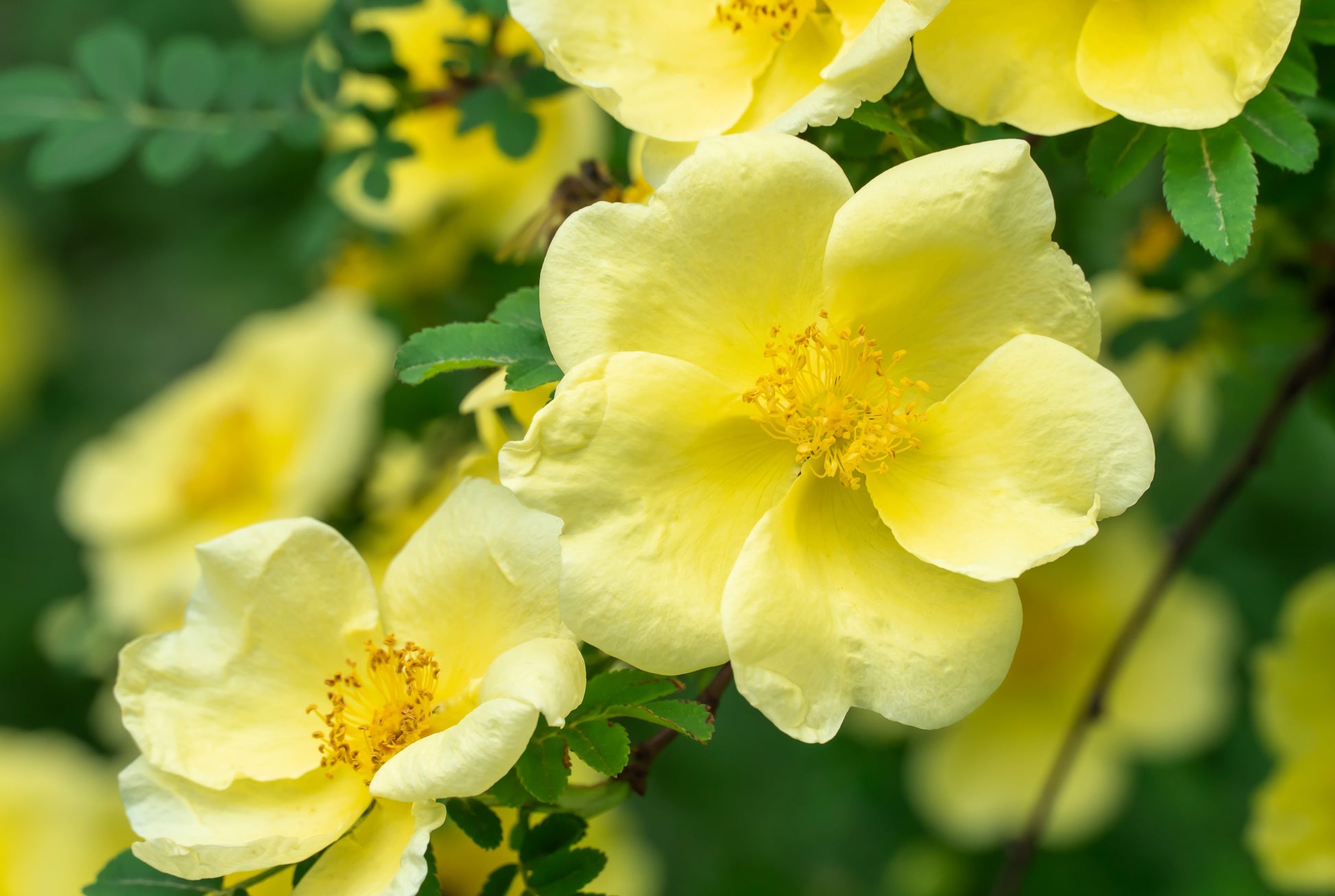 golden rose seeds 10 Golden Yellow FATHER HUGO ROSE Rosa Hugonis Flower Bush Shrub Seeds