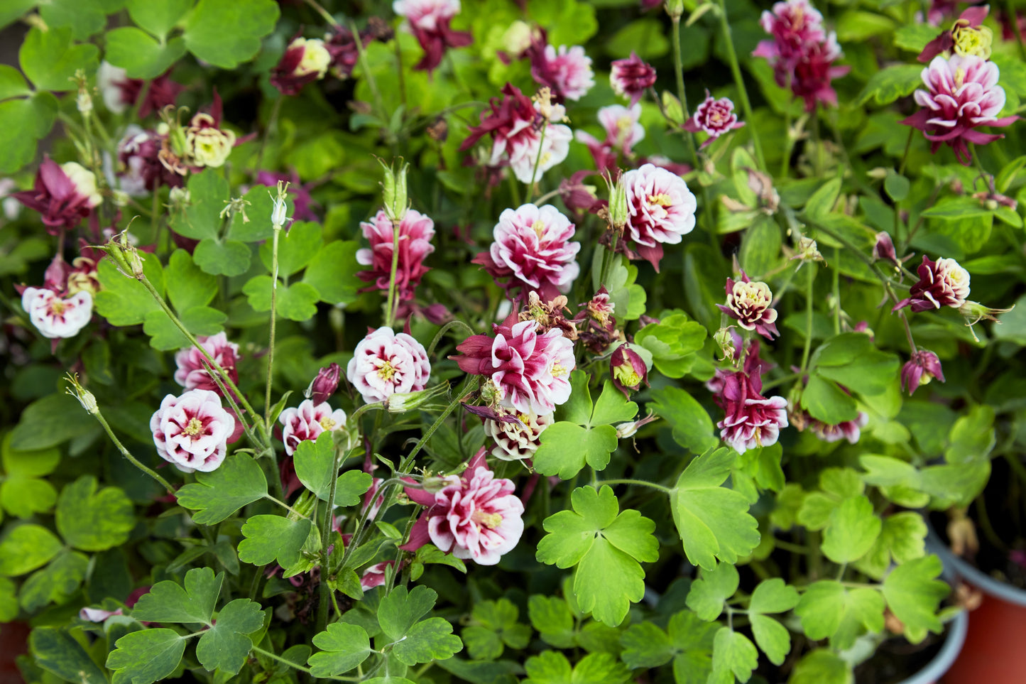 50 Double WINKY ROSE & White COLUMBINE Aquilegia Vulgaris Flower Seeds