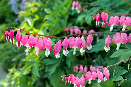 10 BLEEDING HEART - PINK Old Fashioned Dicentra Formosa Shade Flower Seeds