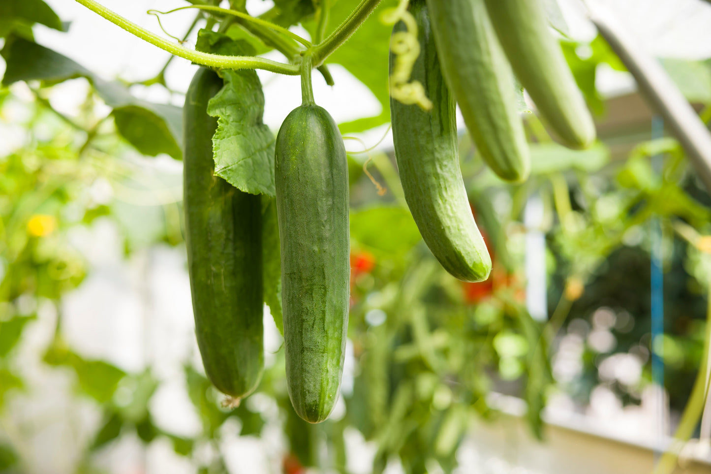 100 LONG Green IMPROVED CUCUMBER Slicing Cucumis Sativus Fruit Vegetable Seeds