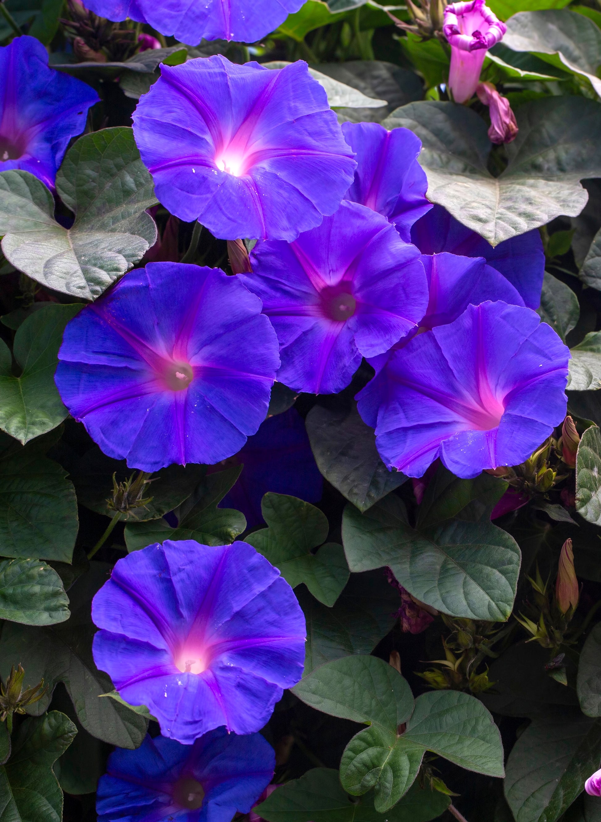 morning glory seeds poisonous 100 PURPLE MORNING GLORY Ipomoea Nil Flower Vine Seeds
