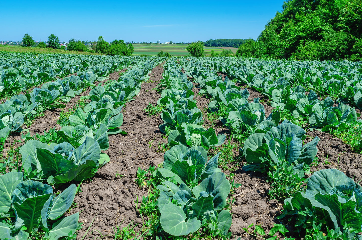 300 CHARLESTON WAKEFIELD CABBAGE Heirloom Cone Brassica Oleracea Vegetable Seeds