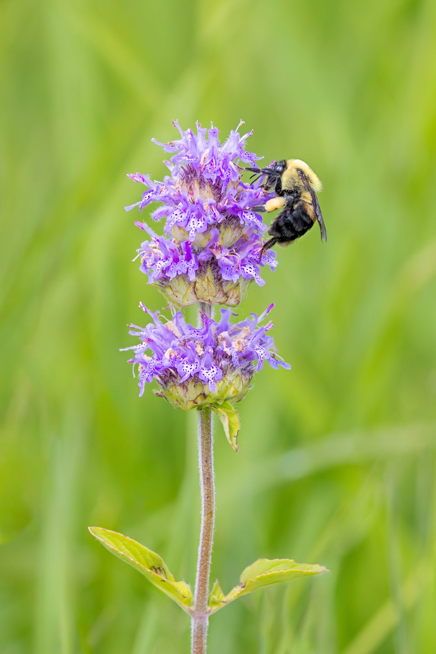 pagoda flower seeds 200 PURPLE WOOD MINT Blephilia Ciliata Downy Pagoda Horsemint Herb Flower Seeds