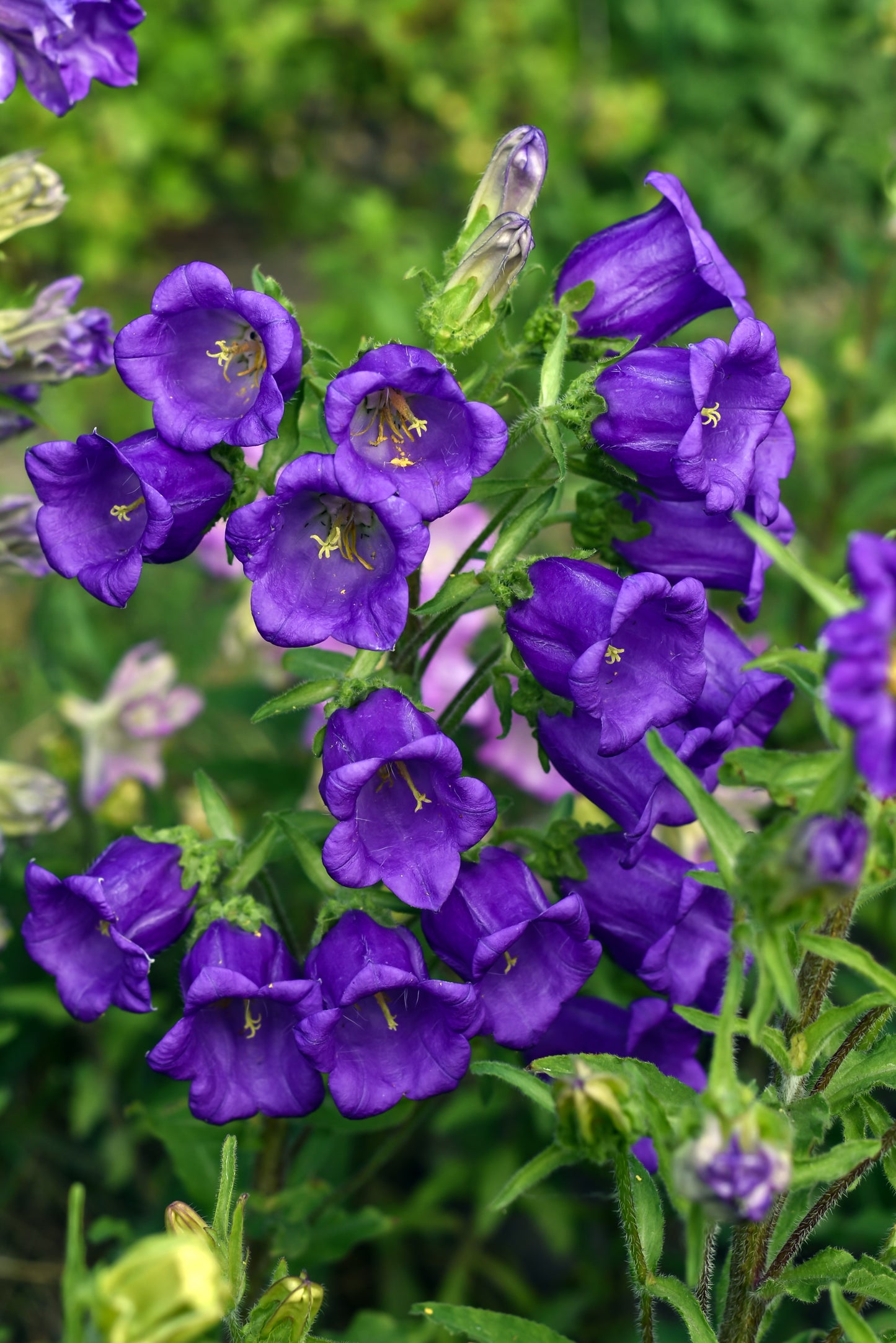 200 Blue CANTERBURY BELLS - CAMPANULA Medium Flower Seeds