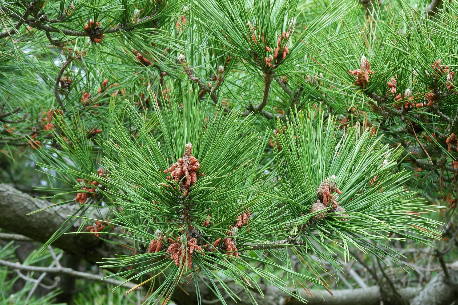 pine seeds for planting 10 Japanese BLACK PINE TREE Evergreen Pinus Thunbergii Seeds – Seedville USA