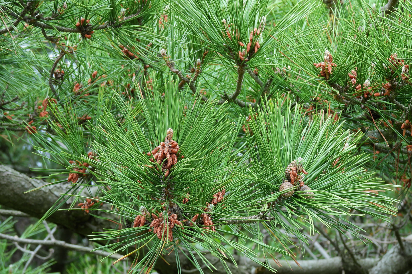 10 Japanese BLACK PINE TREE Evergreen Pinus Thunbergii Seeds