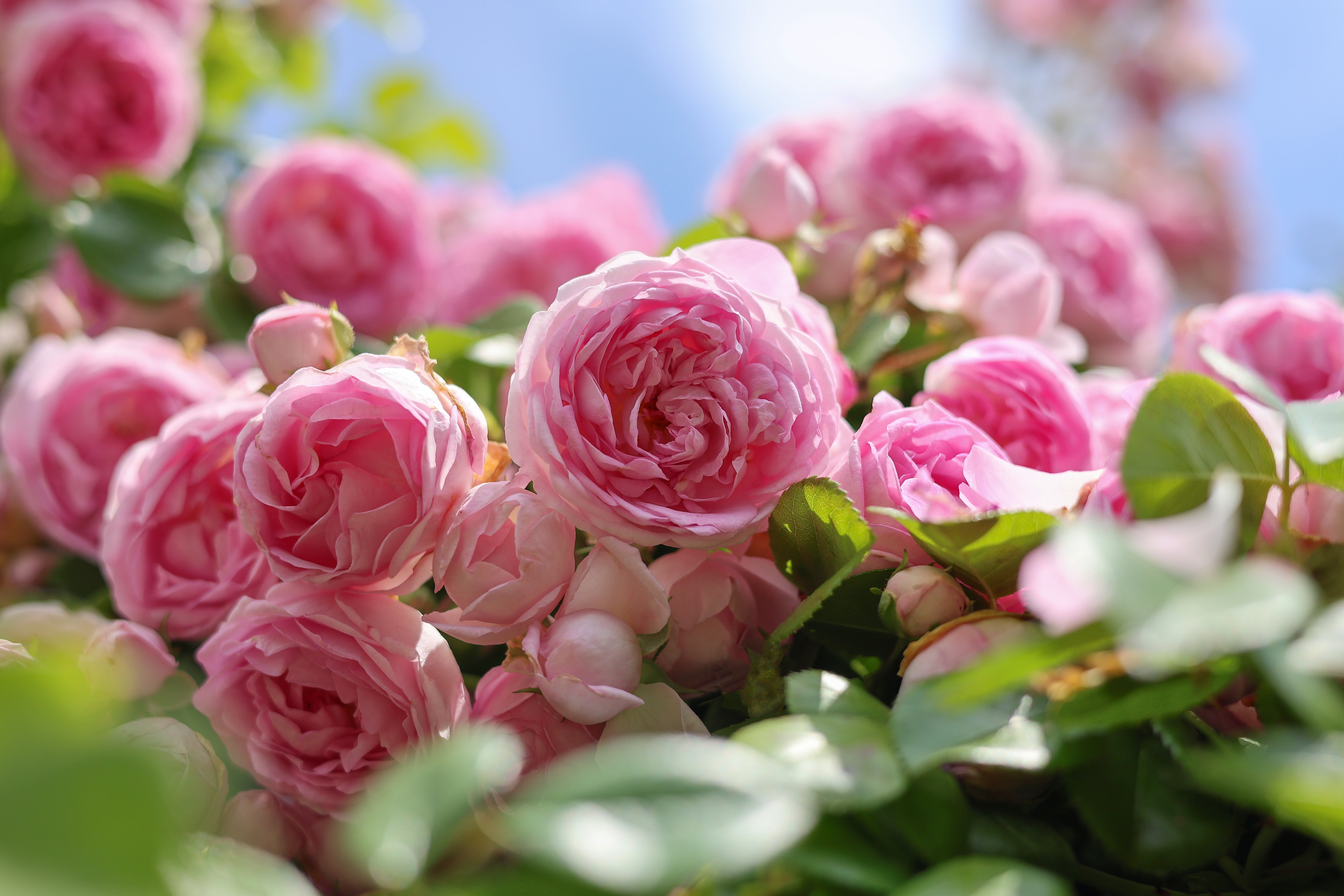 5 PINK CLIMBING ROSE Rosa Bush Vine Climber Fragrant Butterfly