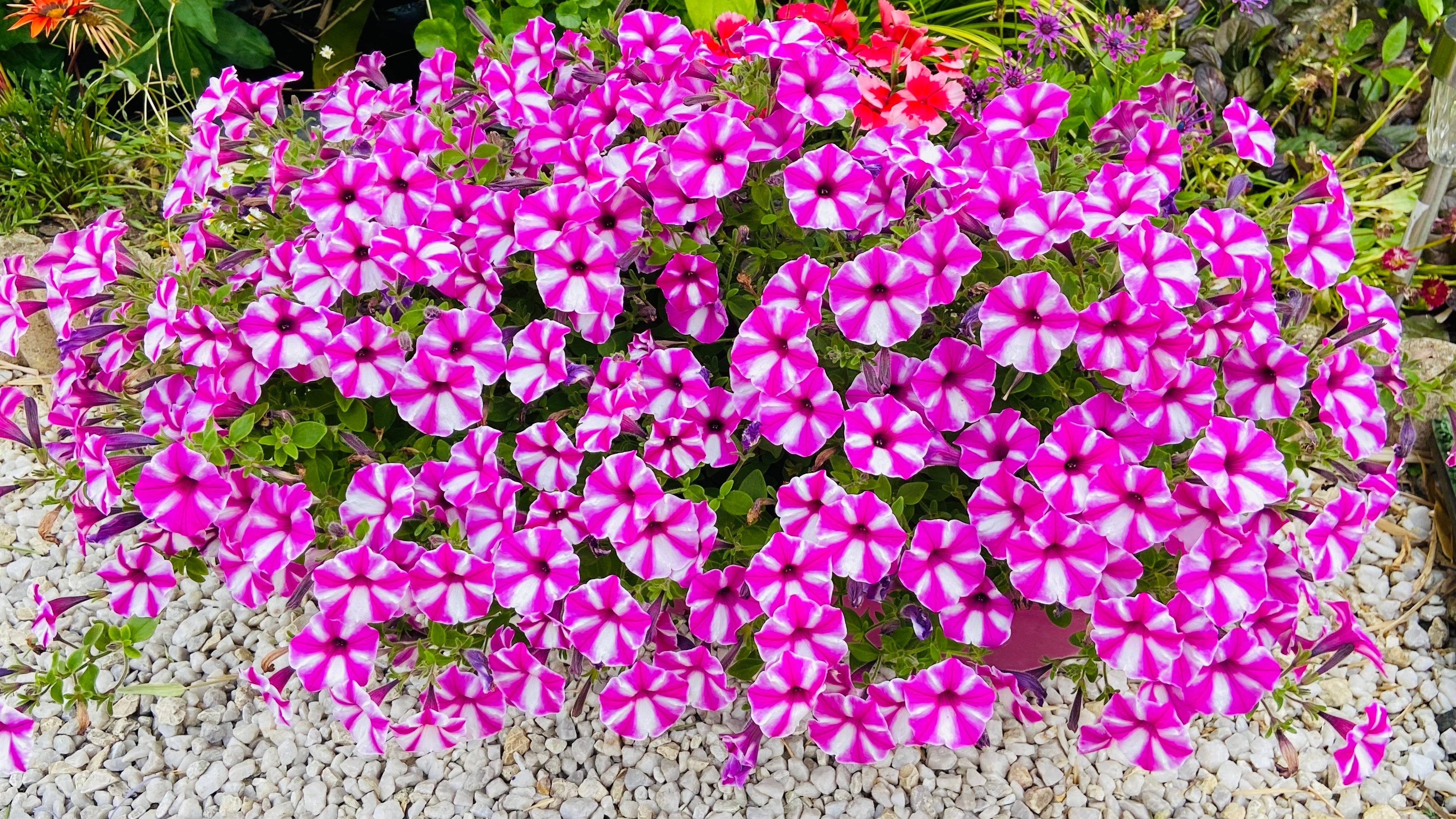 100 STAR MIX PETUNIA Mixed Colors Petunia Violacea Flower Seeds