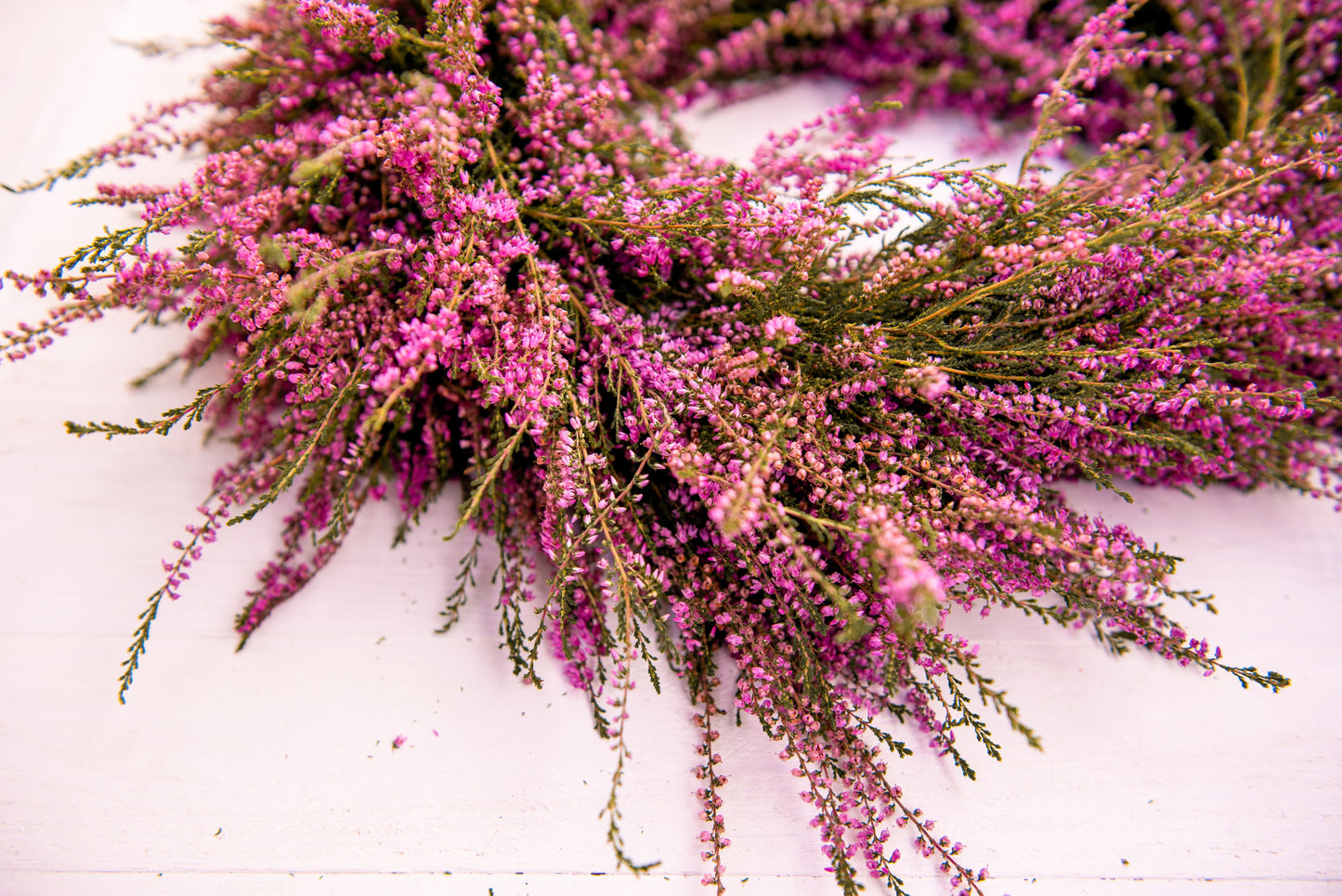 100 Scotch TRUE HEATHER Shrub Scot's Purple Pink Flower Calluna Vulgaris Seeds