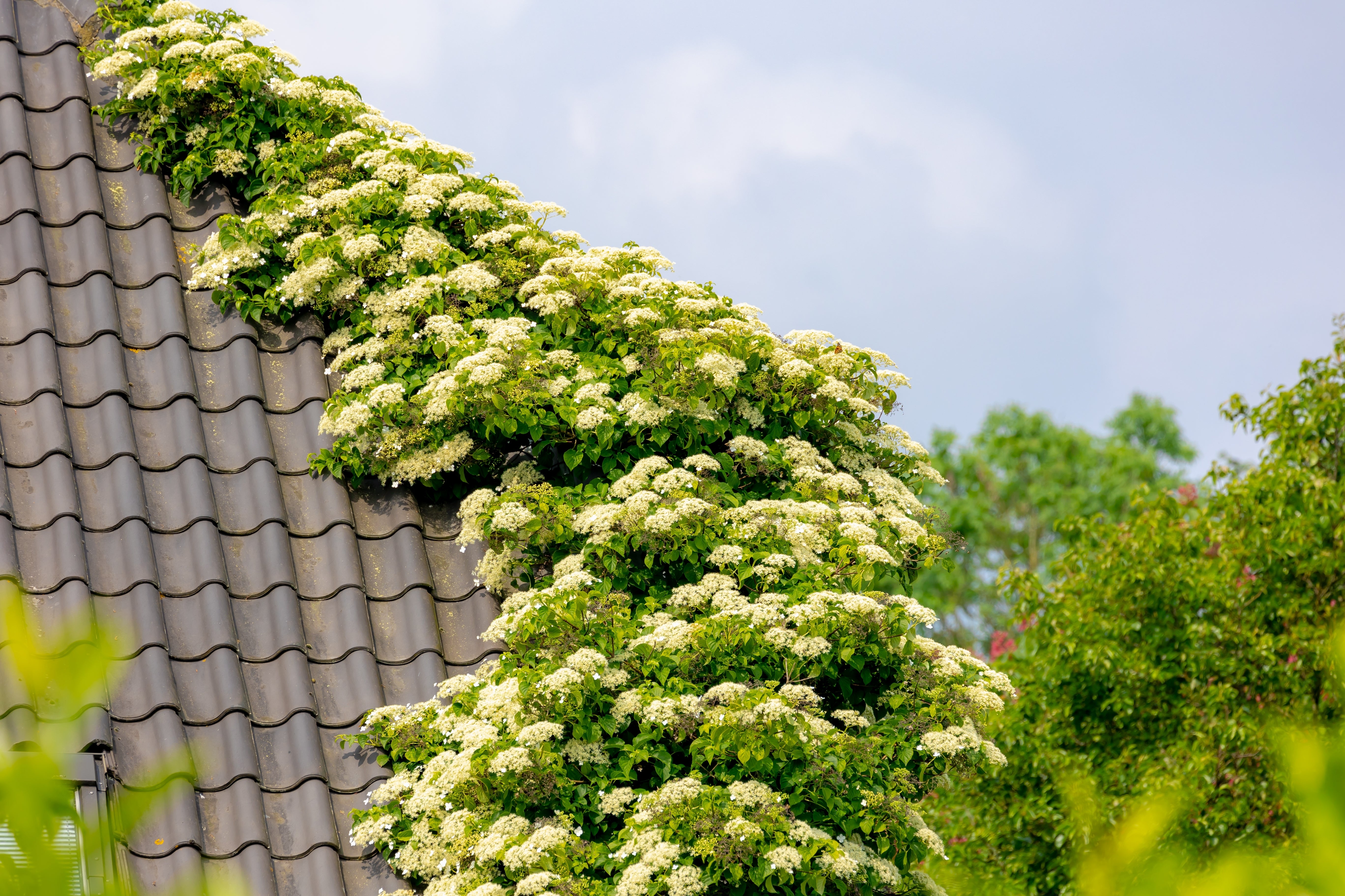 50 CLIMBING HYDRANGEA Anomala Petiolaris Vine Flower Seeds