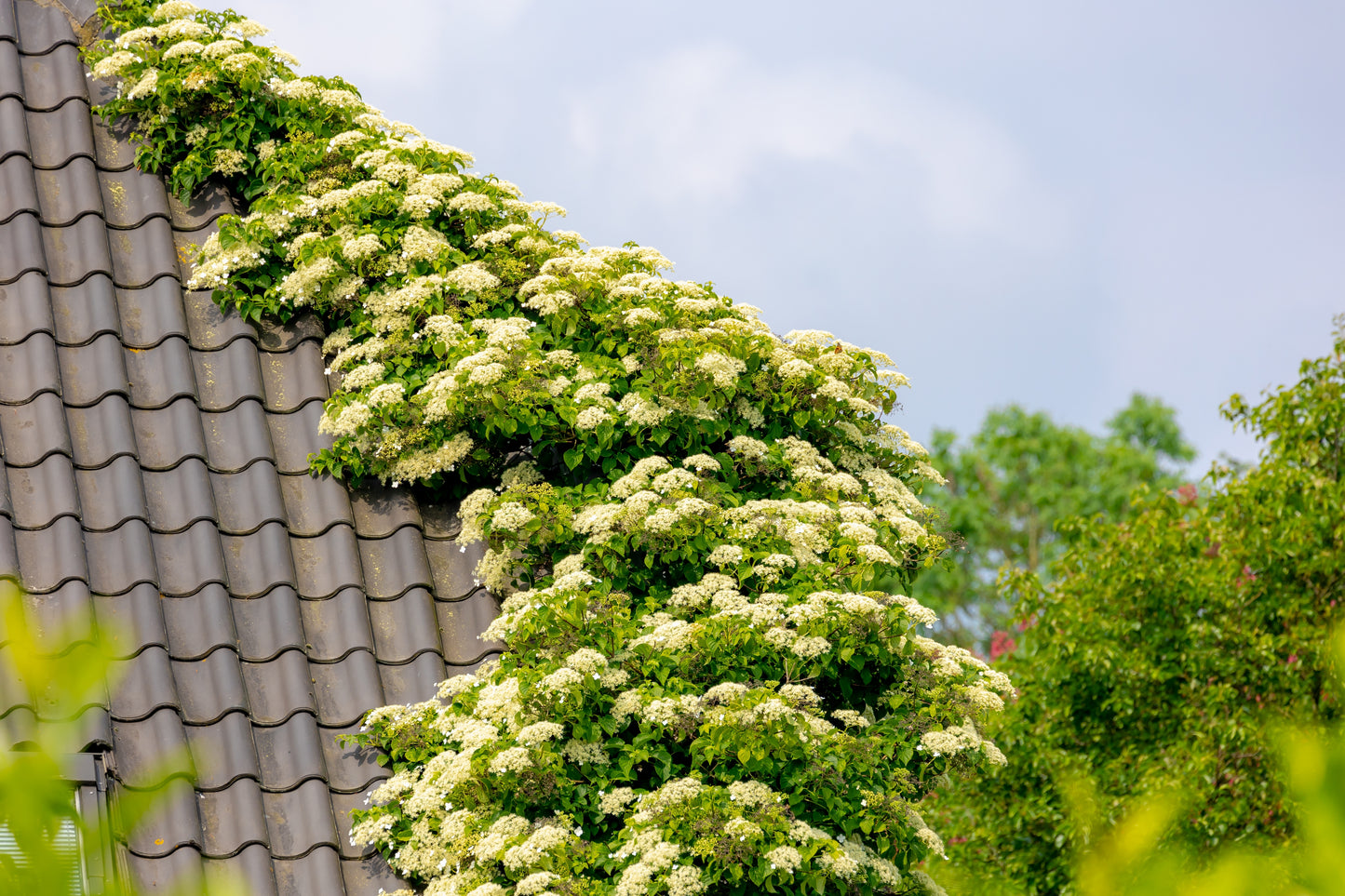 50 CLIMBING HYDRANGEA Anomala Petiolaris Vine Flower Seeds