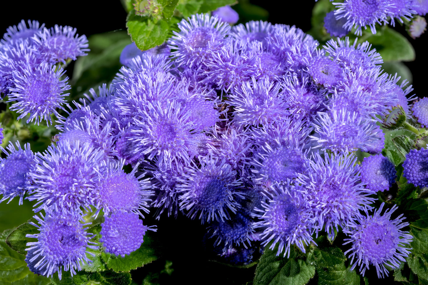 100 Dwarf BLUE MINK AGERATUM Houstonianum Fuzzy Double West Indies Flower Seeds