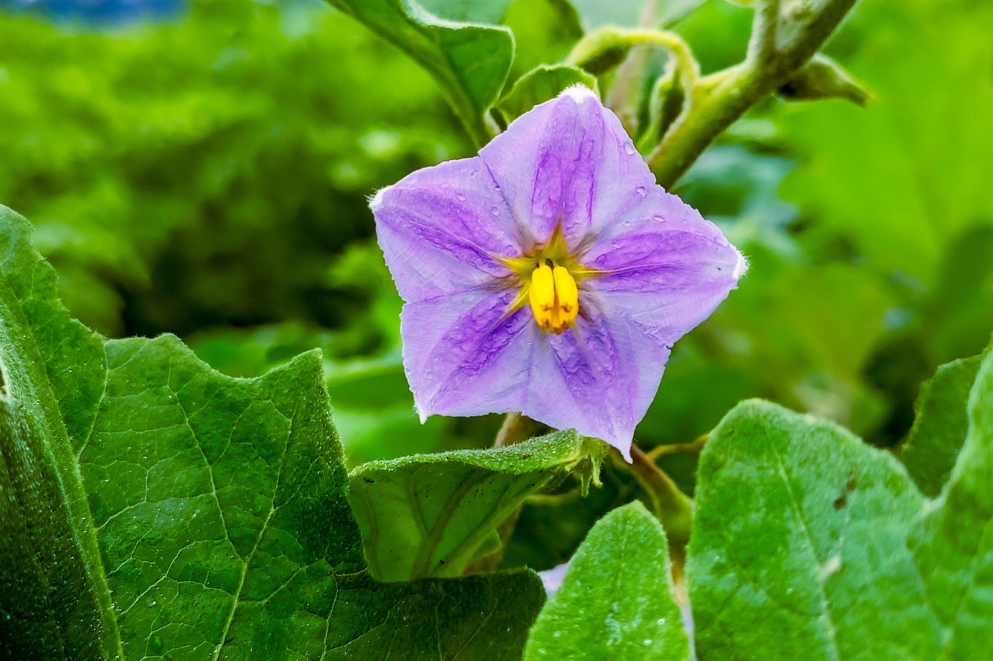 50 Green AO DAIMARU EGGPLANT Solanum Melongena Japanese Asian Aubergine Fruit Vegetable Seeds