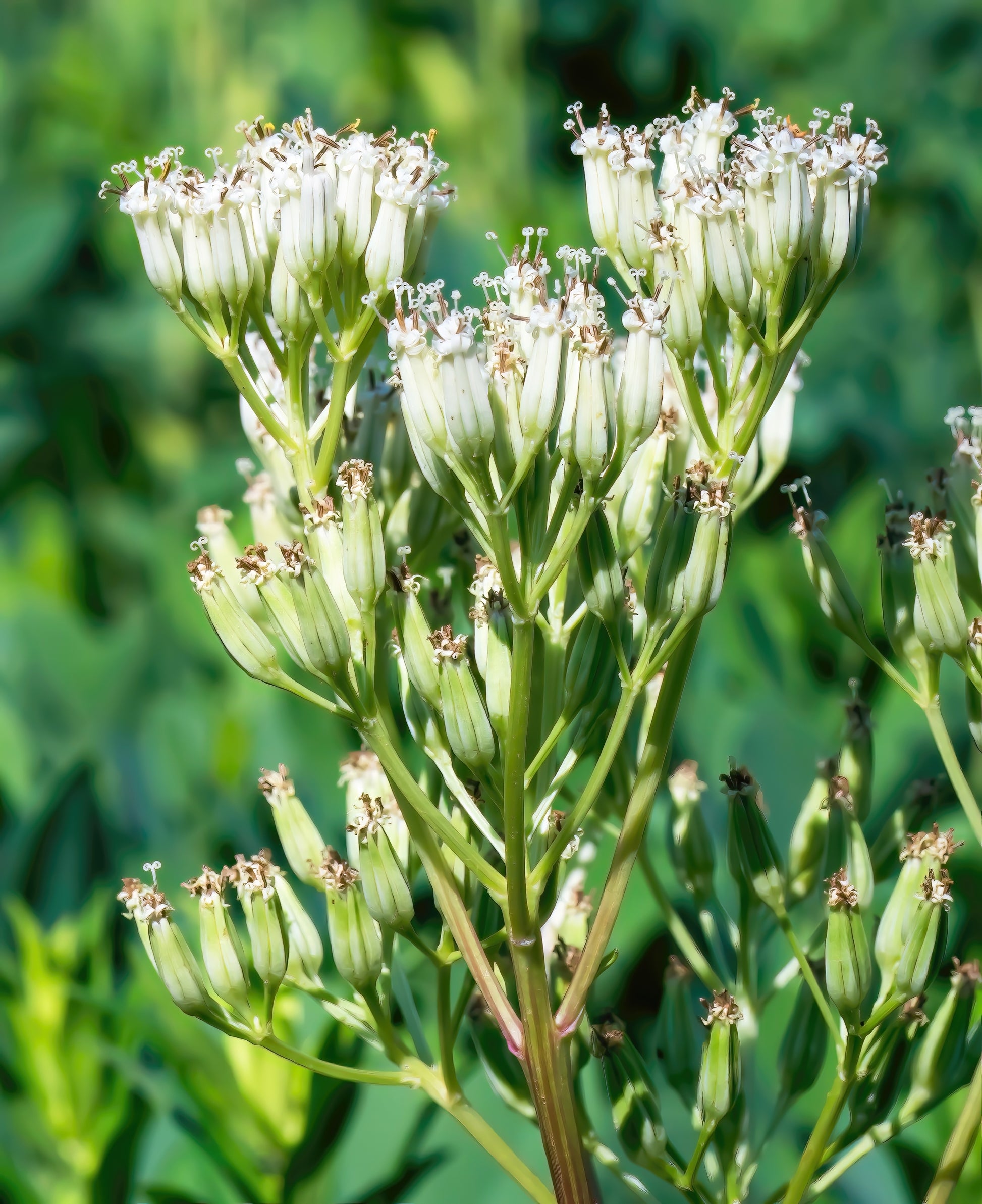 indian plant seeds 50 GREAT INDIAN PLANTAIN Cacalia Muhlenbergii White Flower Seeds