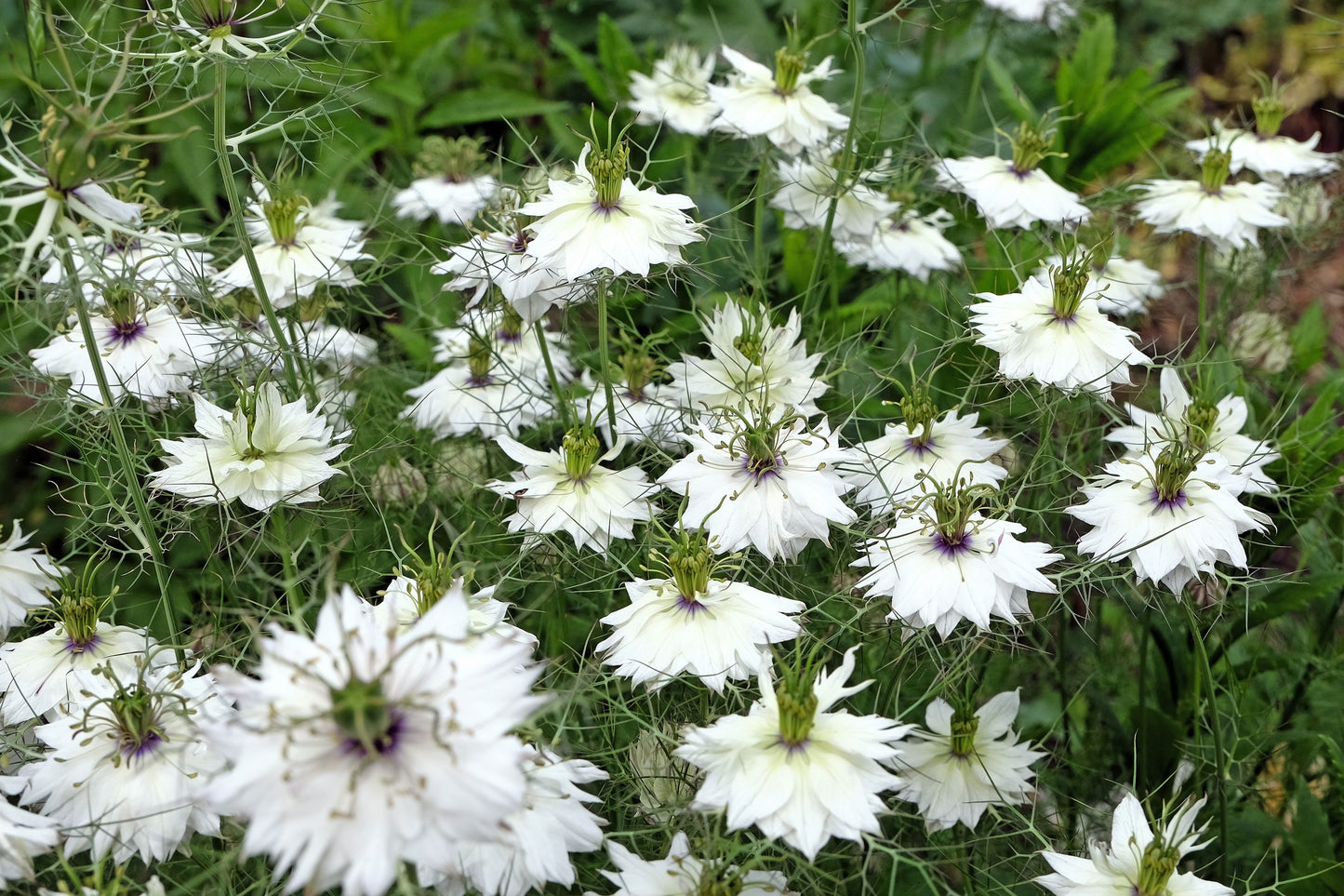 50 RED POD NIGELLA Damascena Love In A Mist aka Black Pod White Flower Seeds