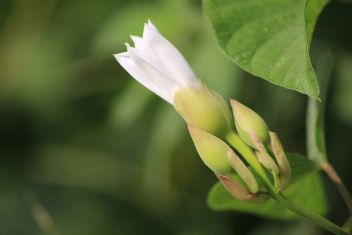 10 White CHRISTMAS VINE Turbina Flower Rivea Ipomoea Corymbosa Seeds