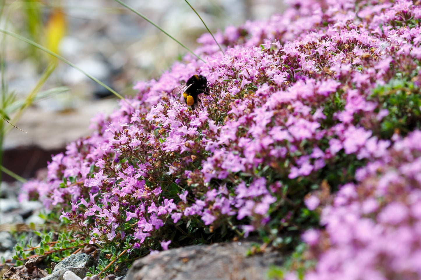 100 Walk On Me CREEPING THYME Thymus Serpyllum Herb Flower Seeds