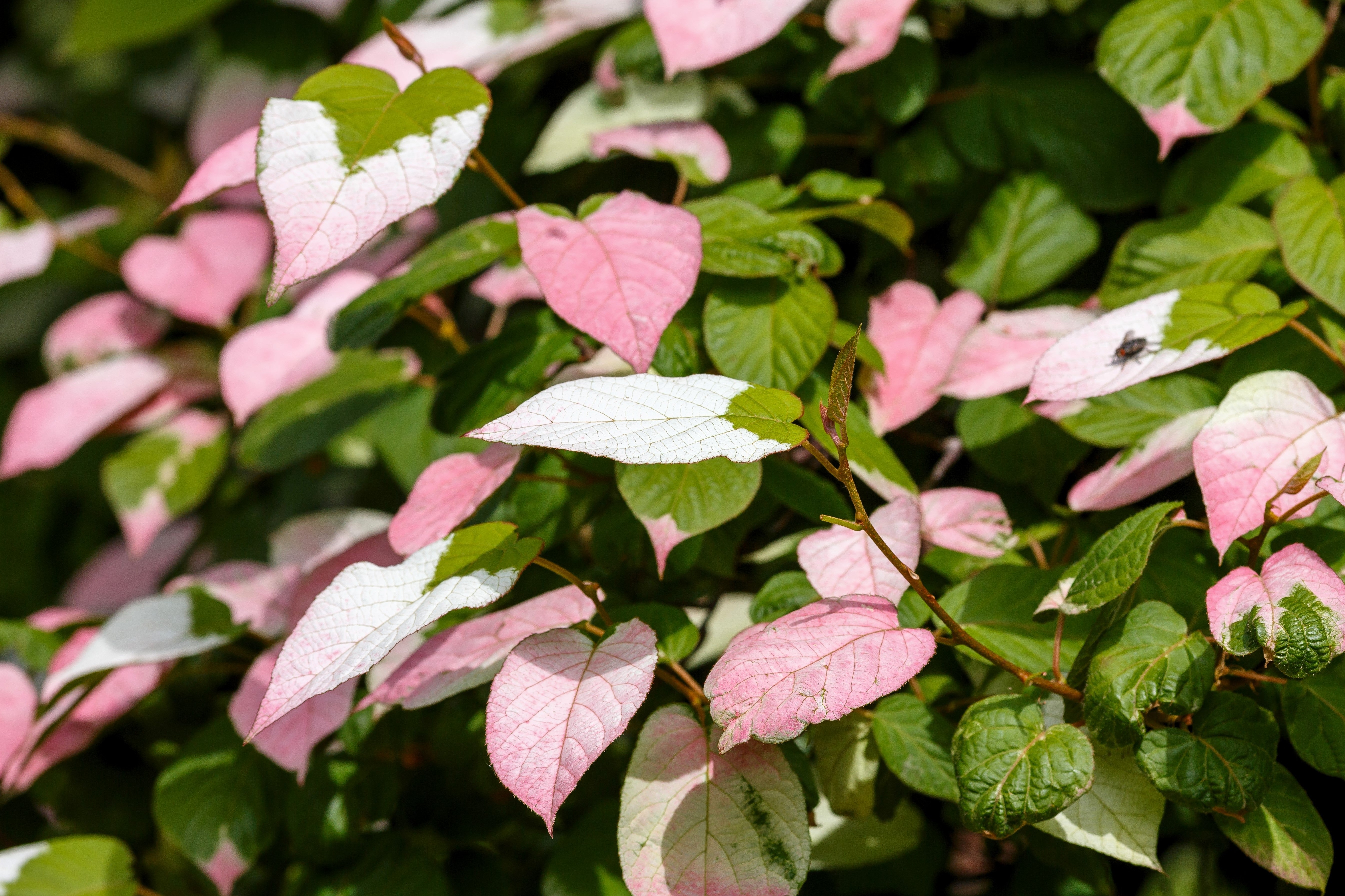 20 Variegated ARCTIC BEAUTY KIWI Fruit Edible Actinidia Kolomikta