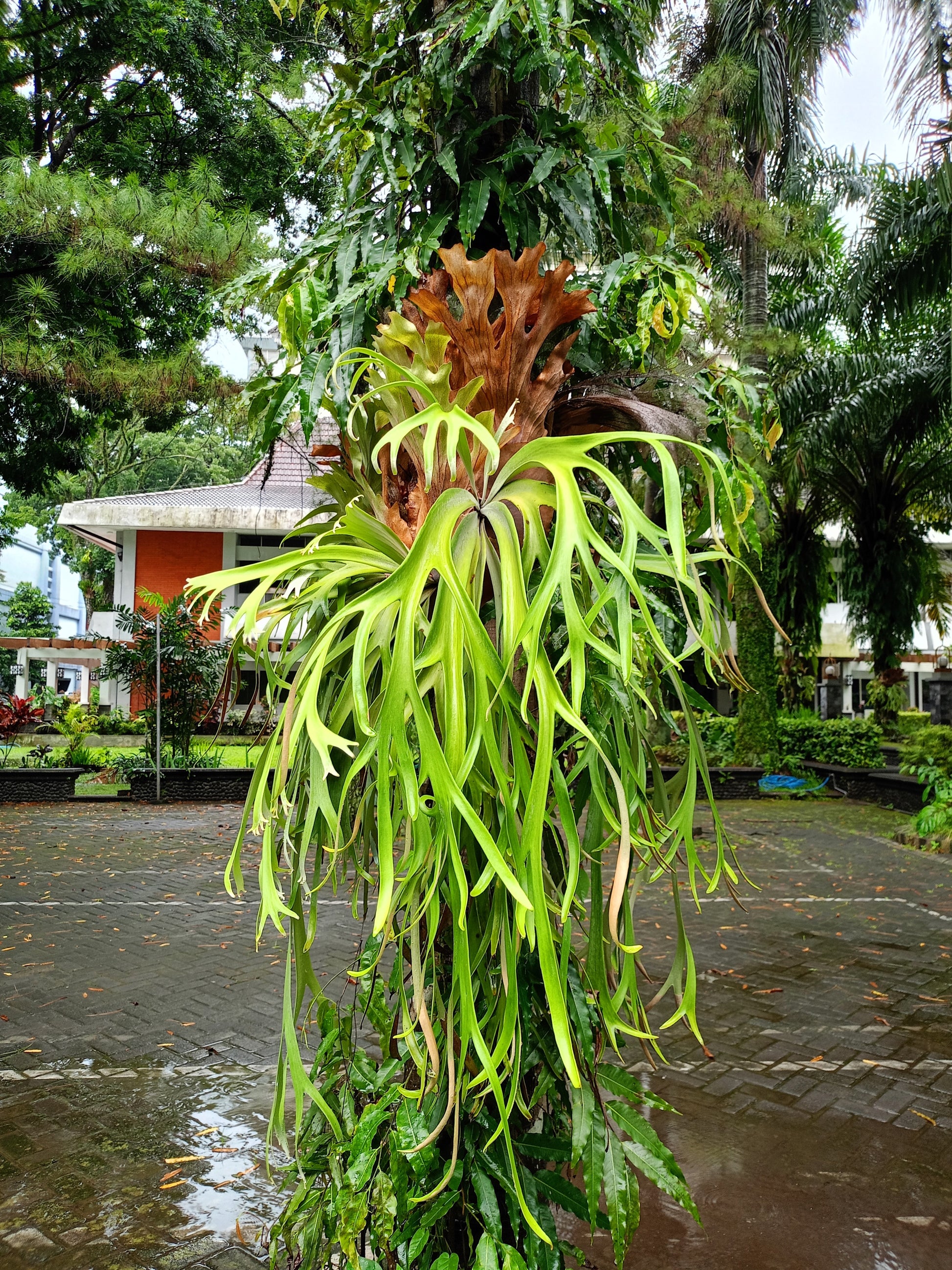staghorn air plant 500 + Spores STAGHORN FERN Platycerium Bifurcatum Elkhorn Seeds – Seedville USA