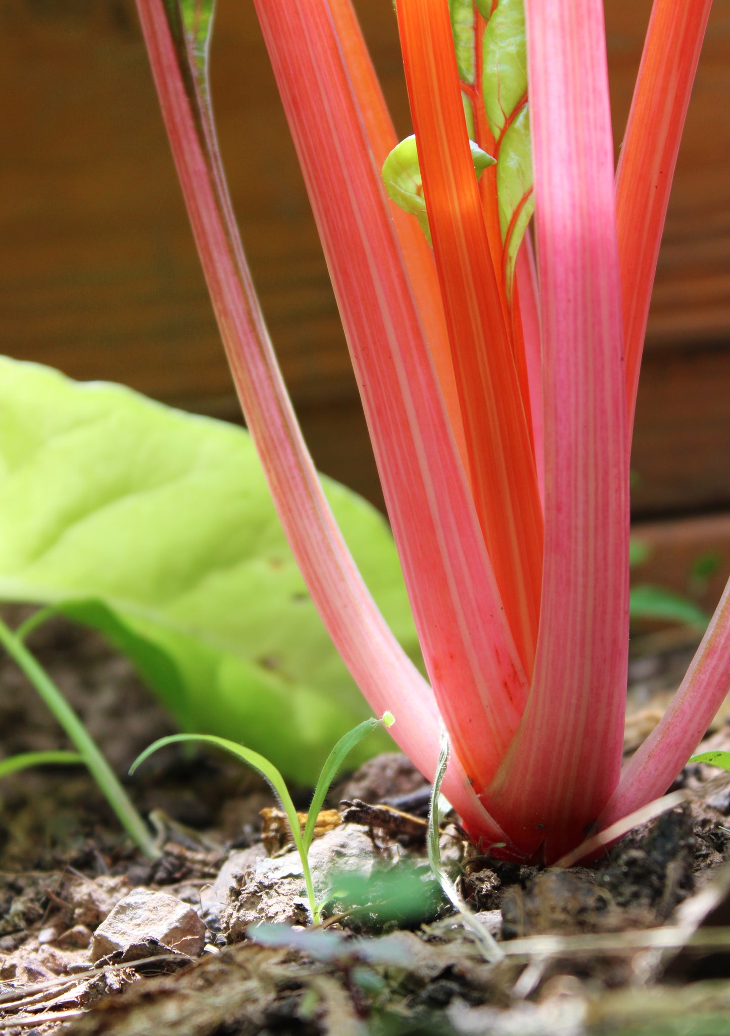 40 PINK FLAMINGO SWISS CHARD Beta Vulgaris Perpetual Spinach Vegetable Seeds