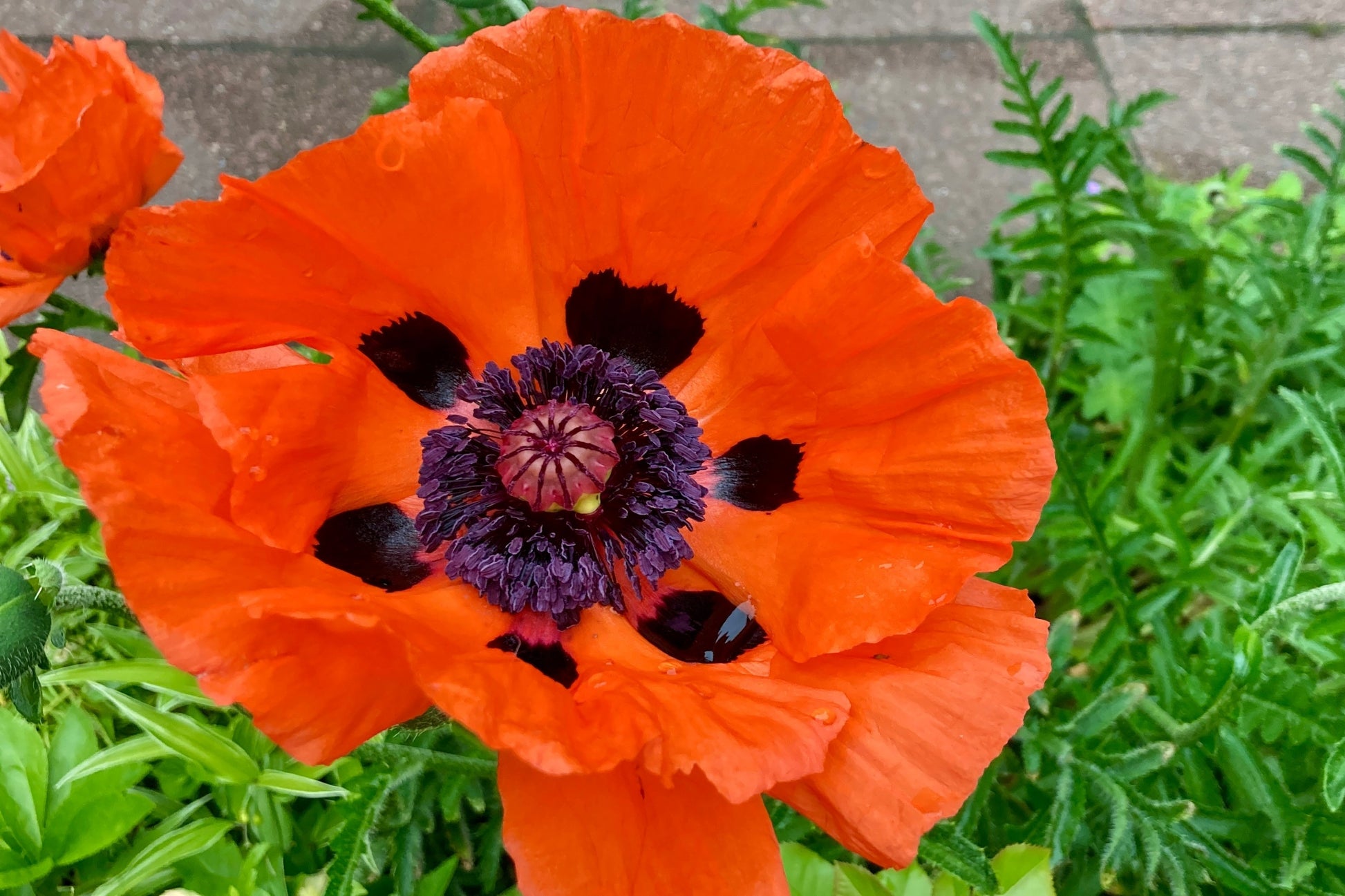 oriental poppy flower seeds 500 ORIENTAL RED Mix POPPY Papaver Orientale Flower Seeds