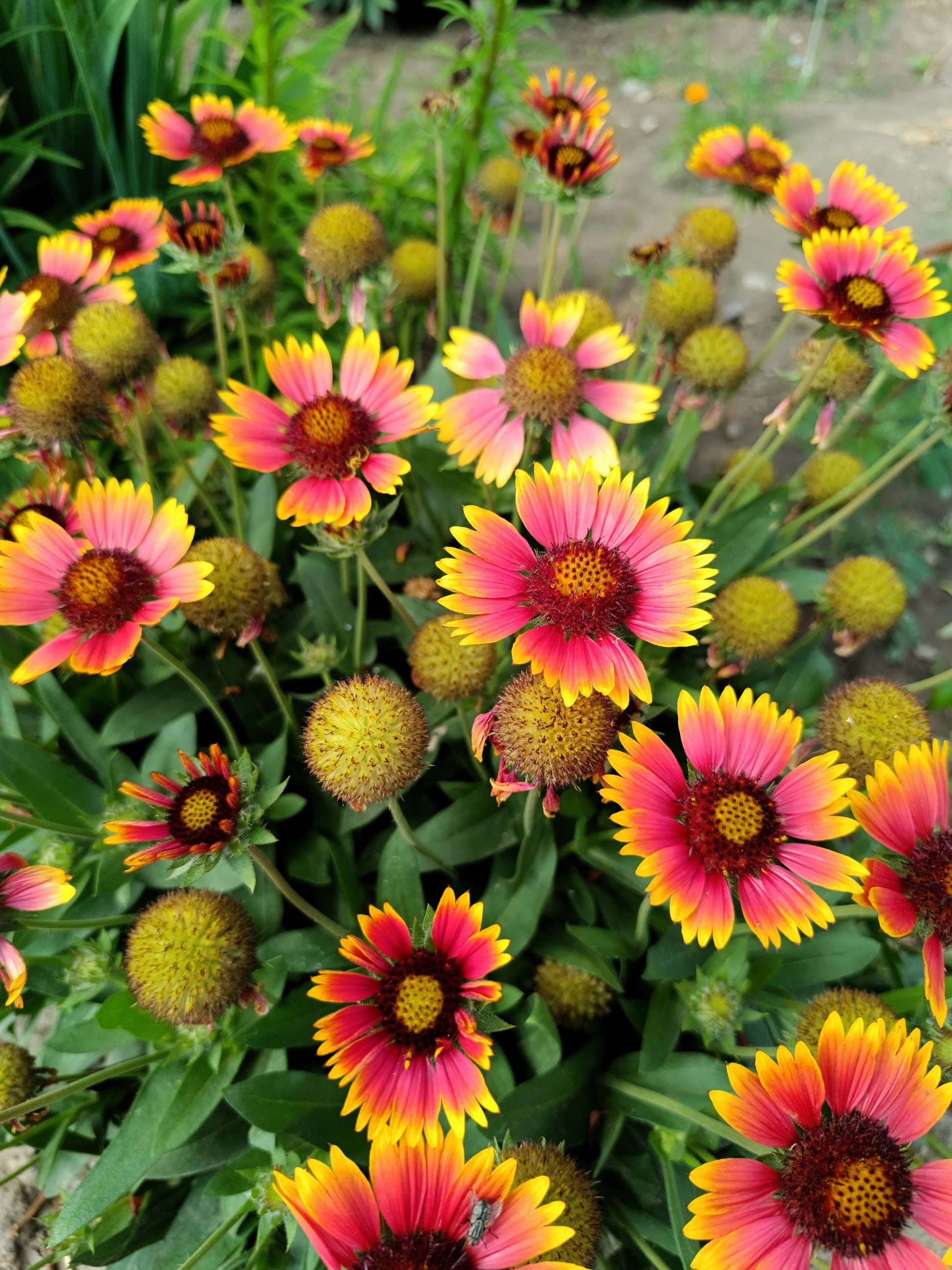 gaillardia flower seeds 100 ARIZONA SUN GAILLARDIA Pulchella Indian Blanket Flower Seeds