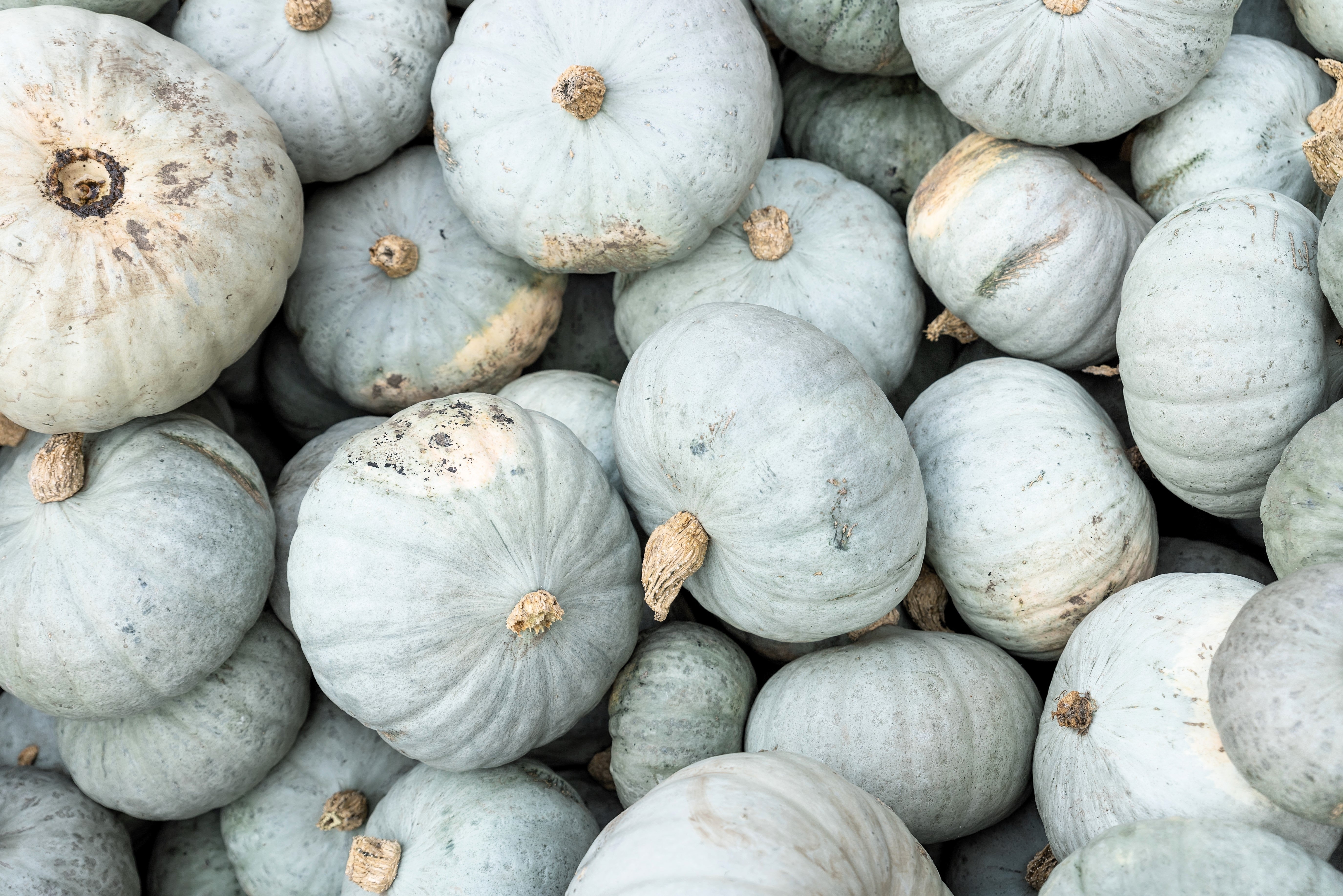15 JARRAHDALE GREEN PUMPKIN Jarradale Blue Grey Cucurbita Maxima