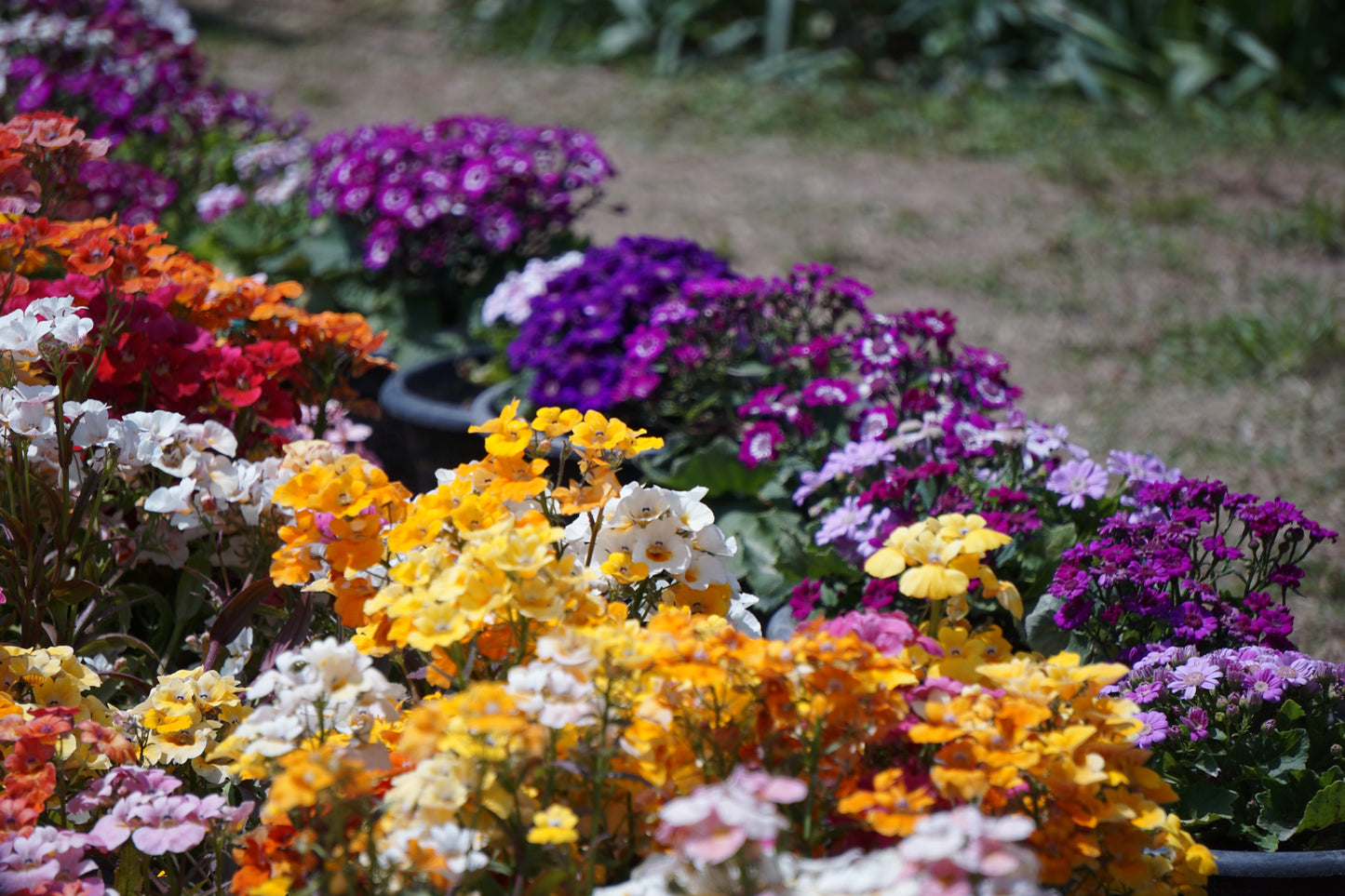 50 CARNIVAL MIX NEMESIA Strumosa Mixed Colors Flower Seeds