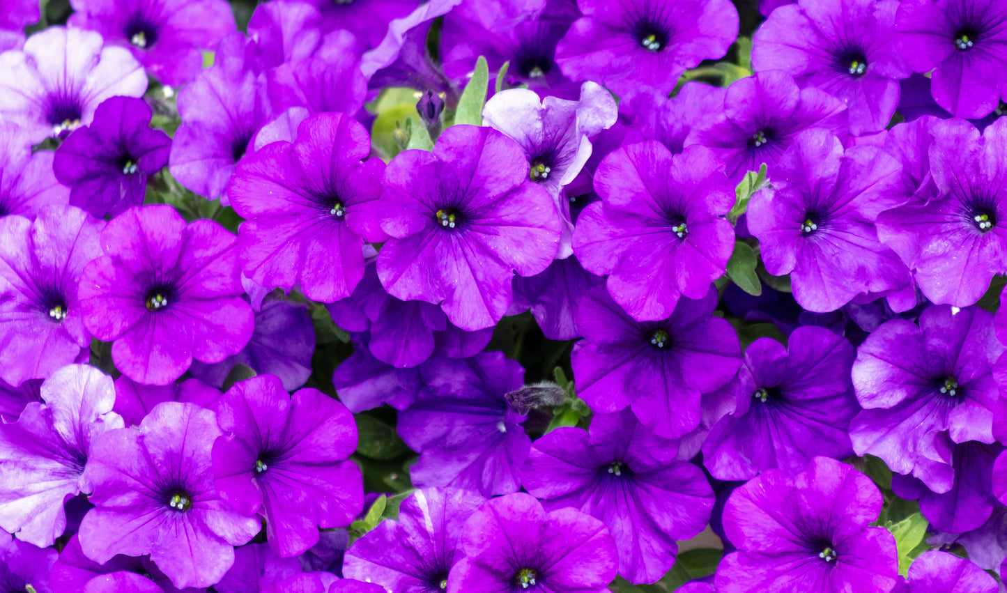 100 PURPLE PETUNIA Hybrida Pollinator Garden Container Flower Seeds