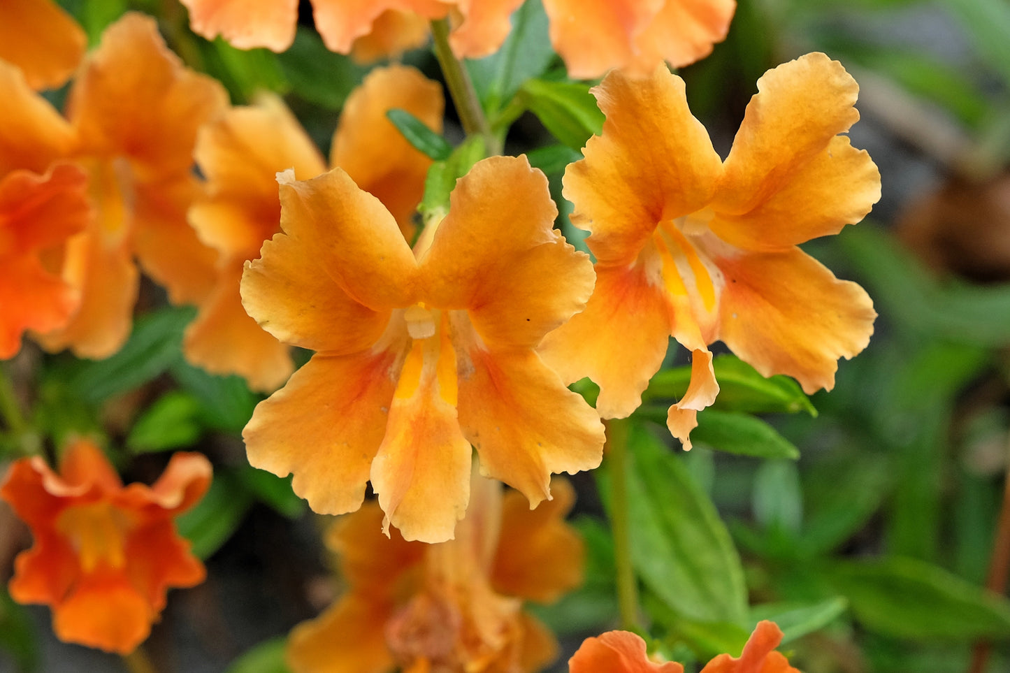 100 Twinkle ORANGE MONKEY FLOWER Mimulus Seeds