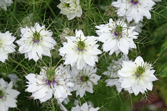 500 White LOVE IN A MIST ( Fennel Flower ) Nigella Damascena Flower Seeds