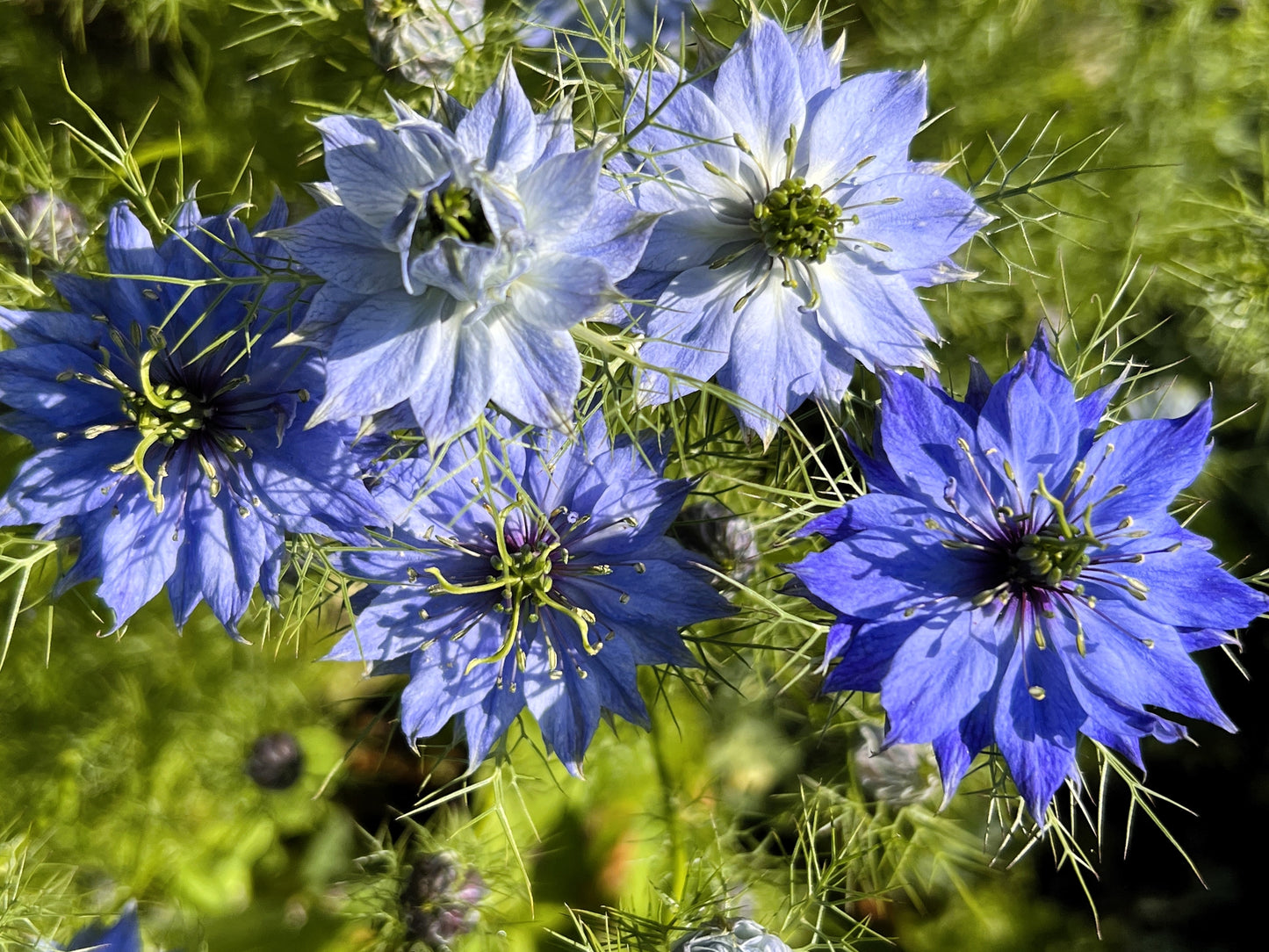 500 LOVE IN A MIST Miss Jekyll Blue ( Fennel Flower ) Nigella Damascena Flower Seeds
